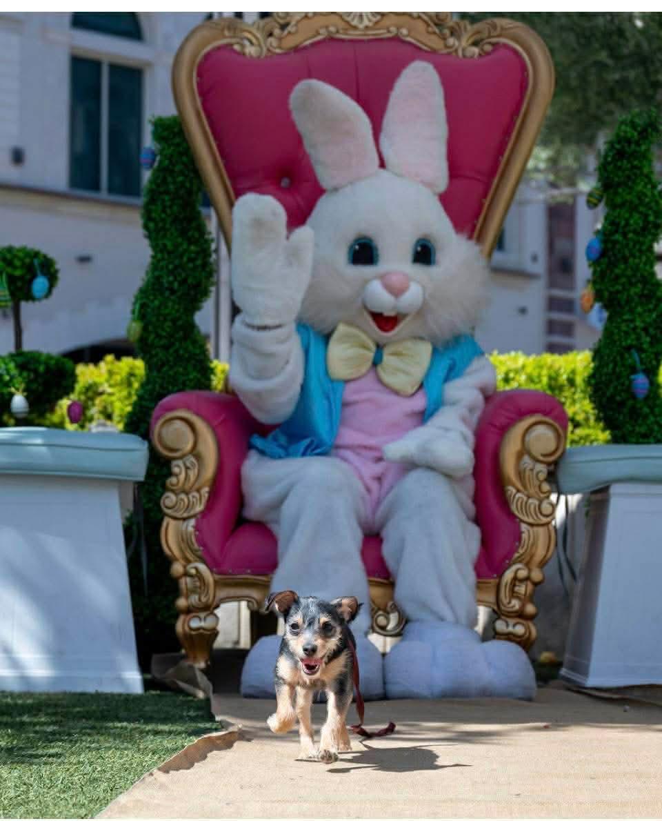 Enlarge Marty, a ADOPTABLE mixed breed in Las Vegas, NV image 3/6