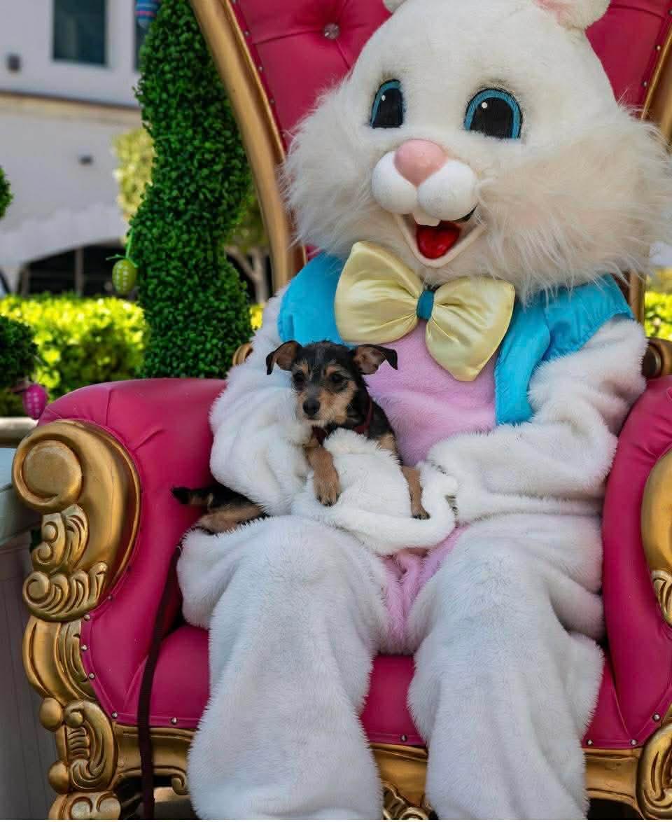 Enlarge Marty, a ADOPTABLE mixed breed in Las Vegas, NV image 6/6