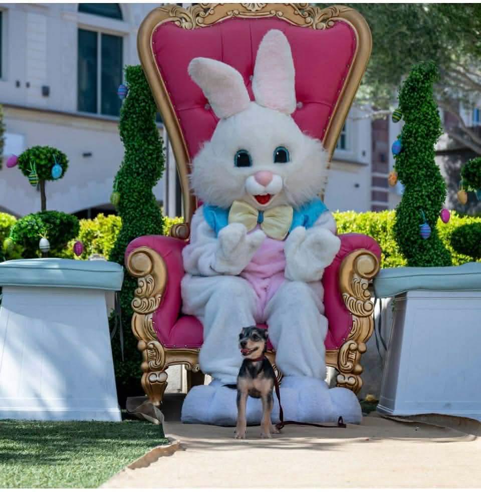 Enlarge Marty, a ADOPTABLE mixed breed in Las Vegas, NV image 5/6