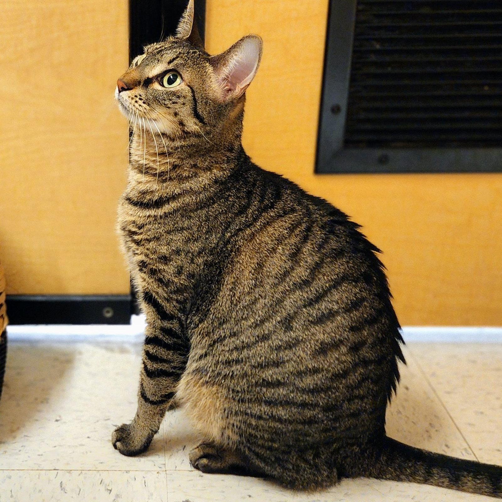 Miu Miu, Adoptable, Adult Female Tabby & Domestic Short Hair.