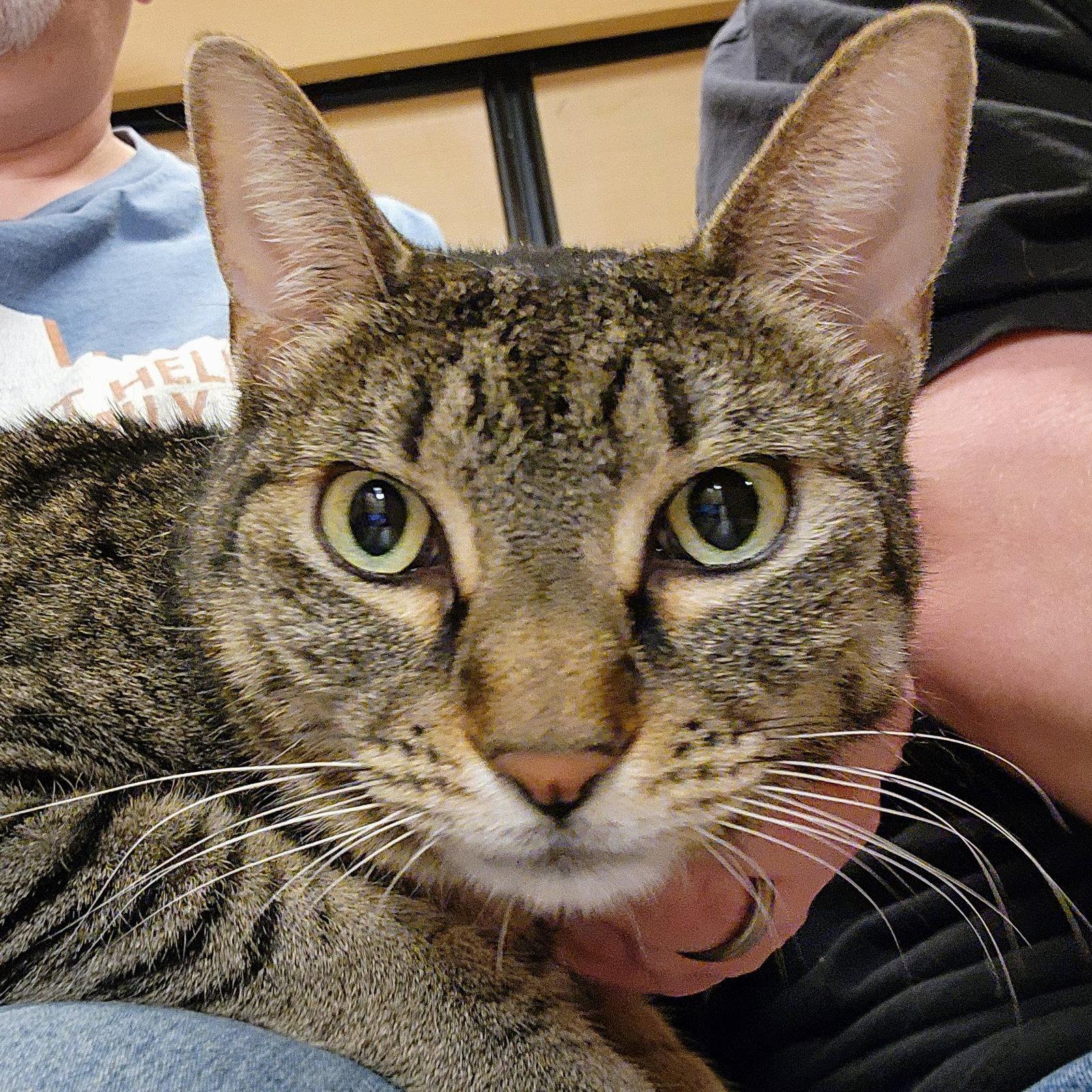 Miu Miu, a Adoptable mixed breed in Garland, TX image 1/3