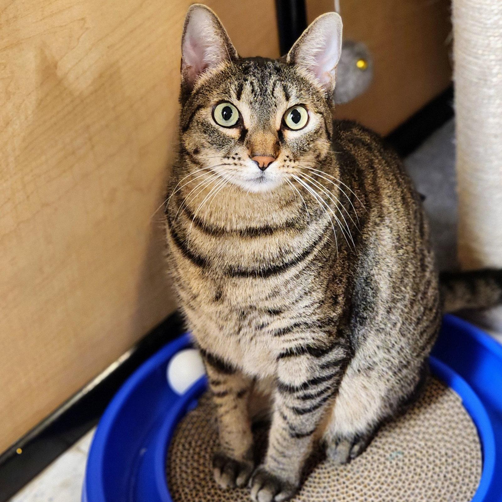 Enlarge Miu Miu, a Adoptable mixed breed in Garland, TX image 1/3