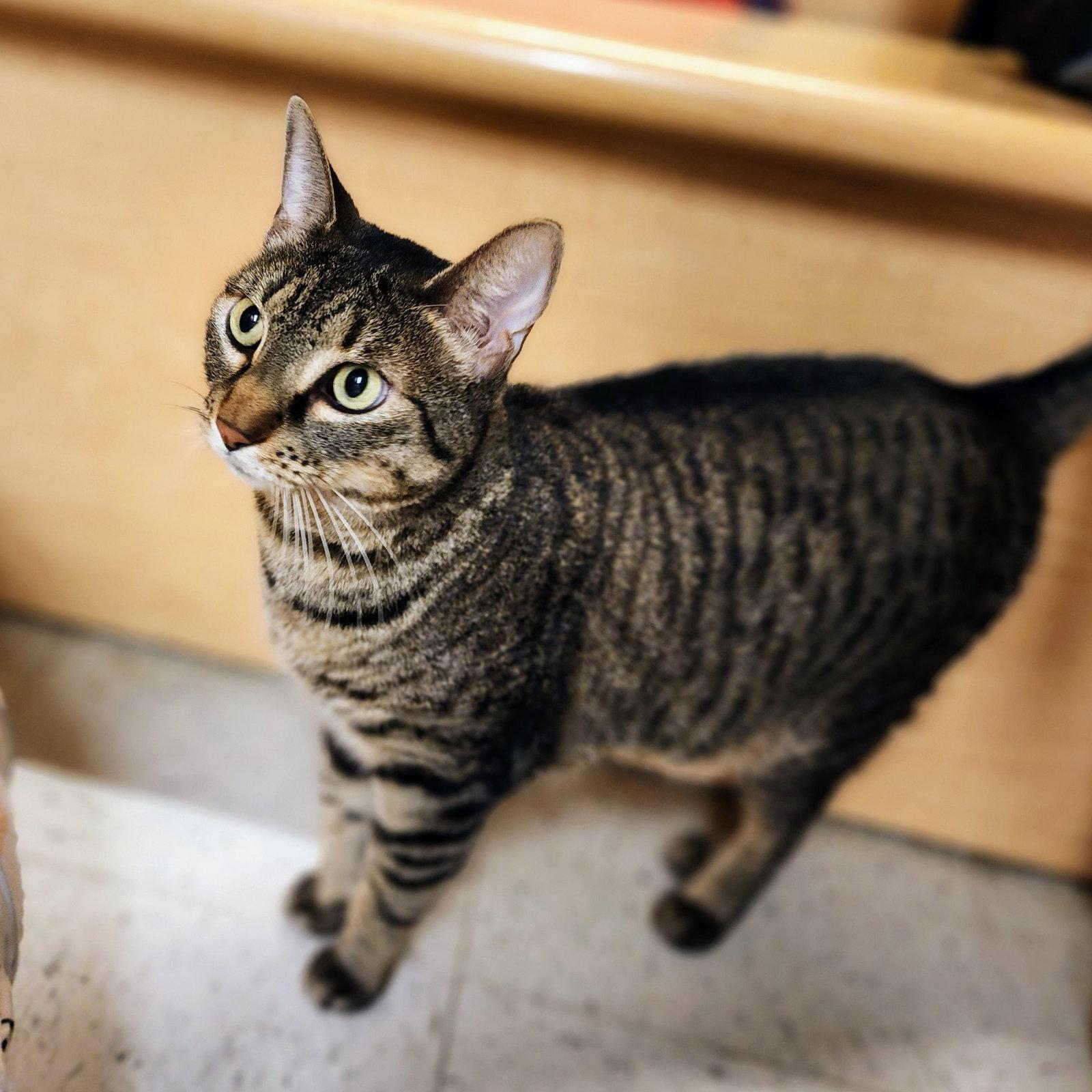 Miu Miu, a Adoptable mixed breed in Garland, TX image 2/3