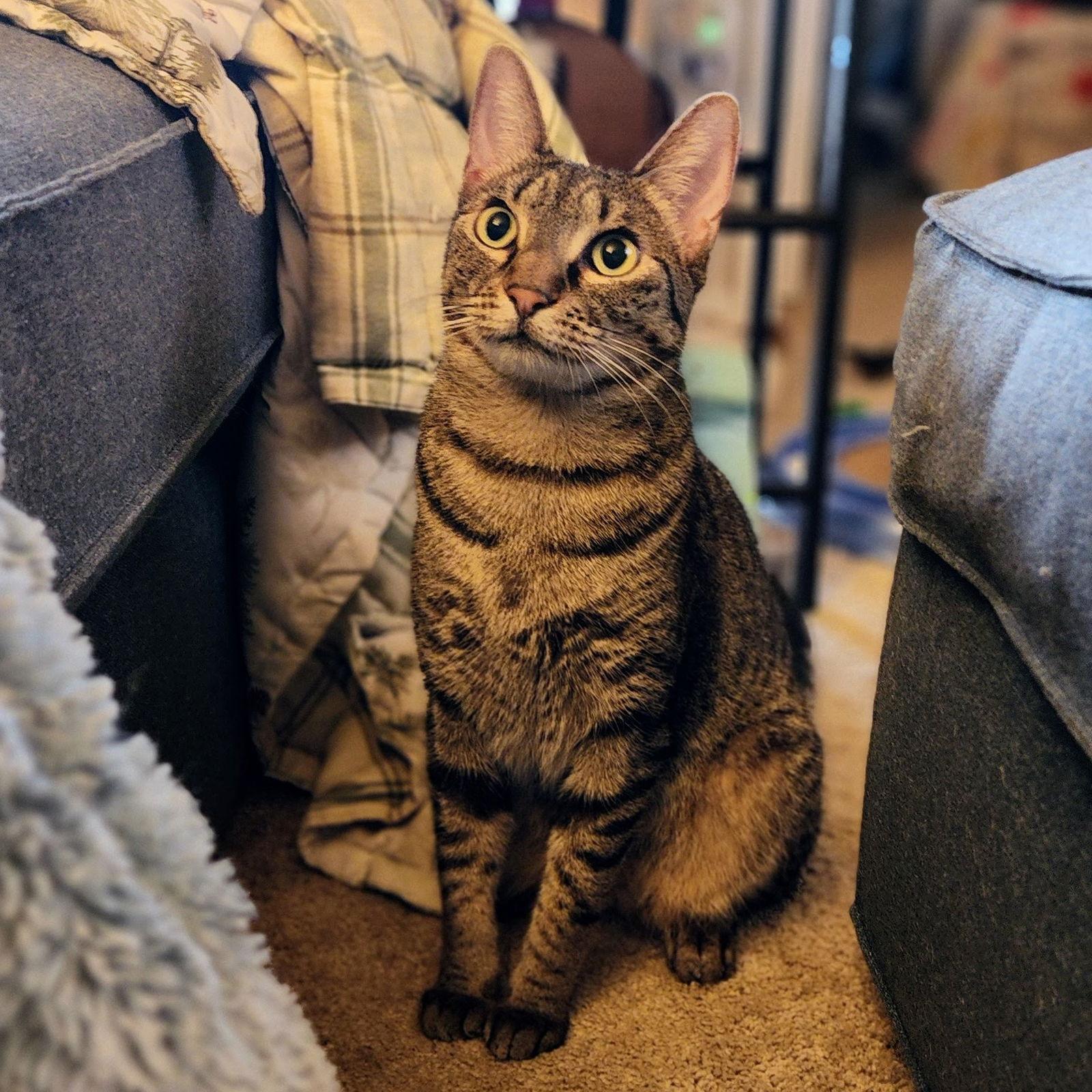 Miu Miu, Adoptable, Adult Female Tabby & Domestic Short Hair.