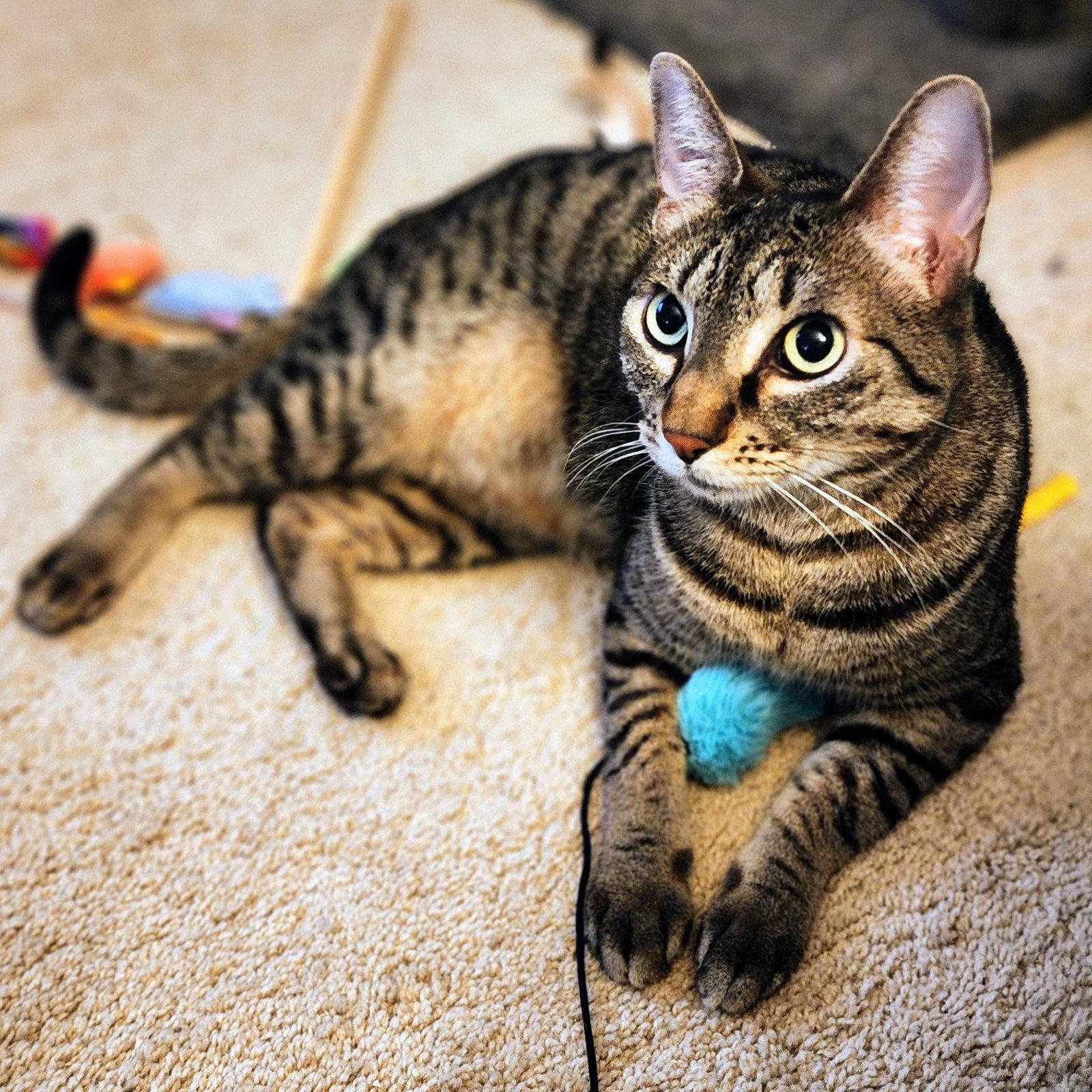 Miu Miu, Adoptable, Adult Female Tabby & Domestic Short Hair.