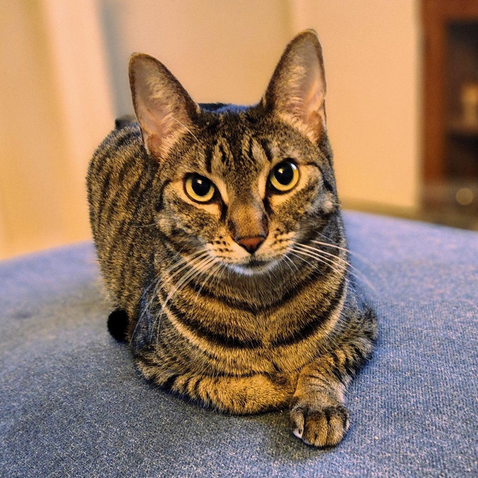 Miu Miu, a Adoptable mixed breed in Garland, TX image 2/3