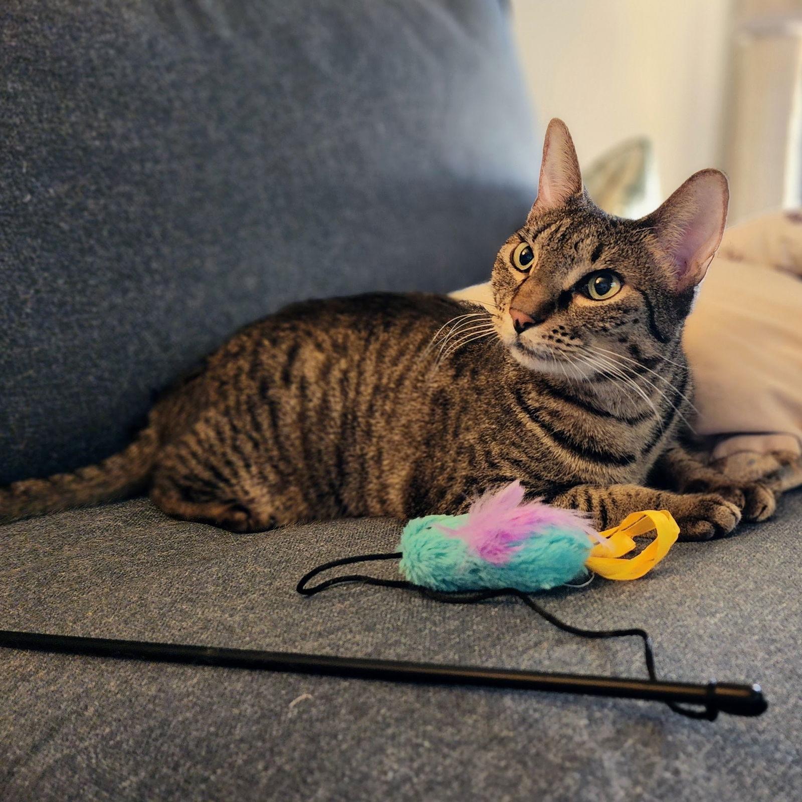 Miu Miu, Adoptable, Adult Female Tabby & Domestic Short Hair.