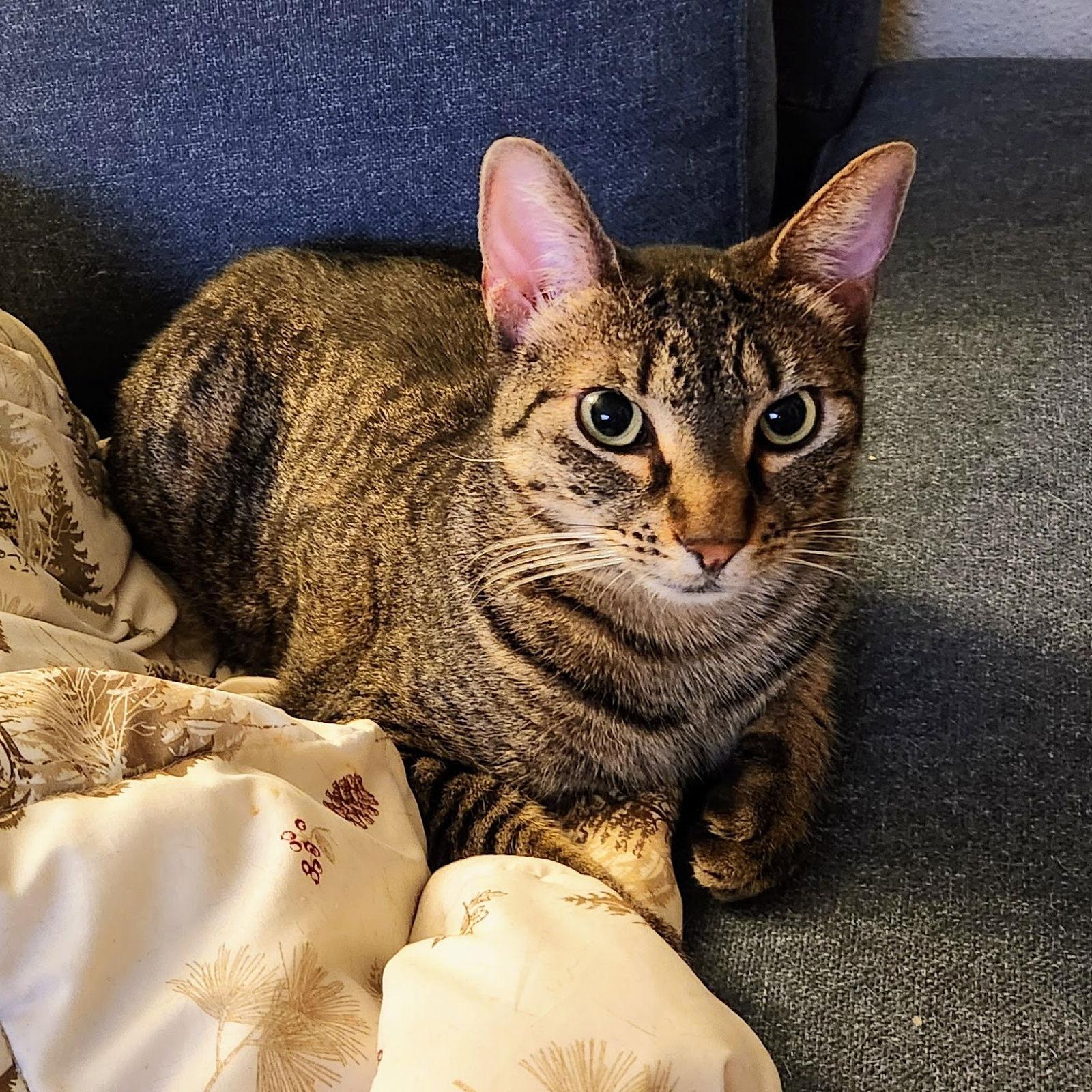 Enlarge Miu Miu, a Adoptable mixed breed in Garland, TX image 2/3