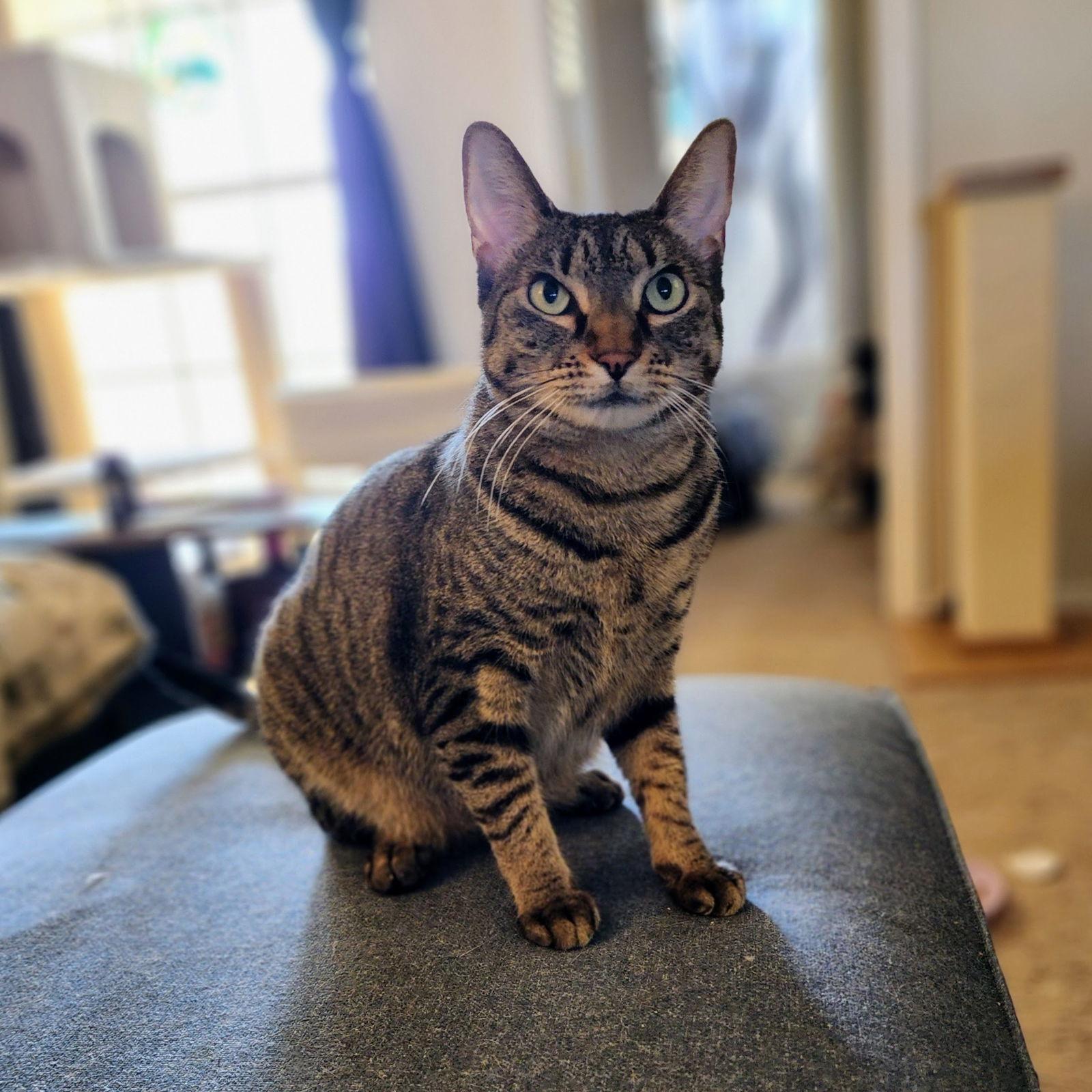 Miu Miu, a Adoptable mixed breed in Garland, TX image 2/3