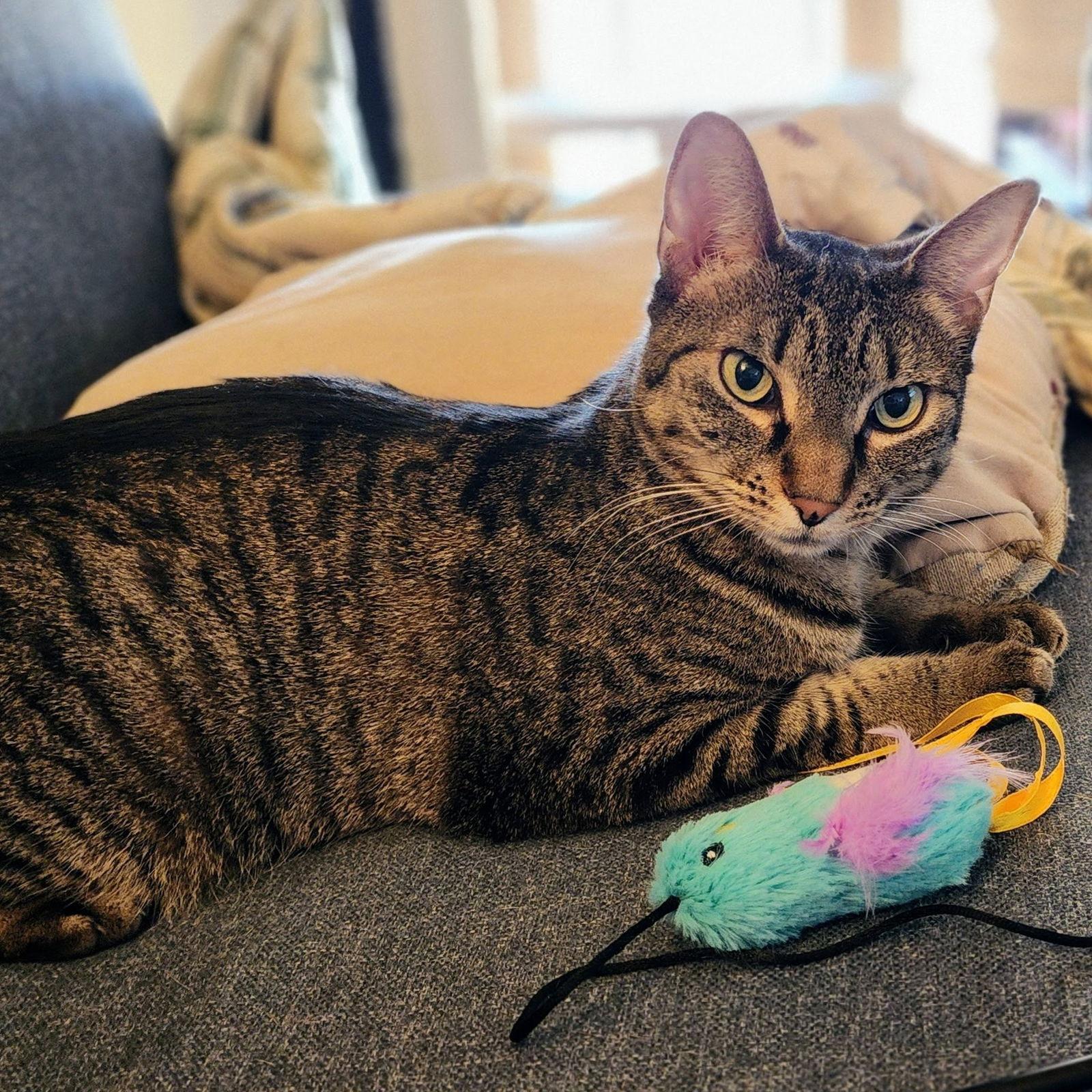 Miu Miu, a Adoptable mixed breed in Garland, TX image 3/3