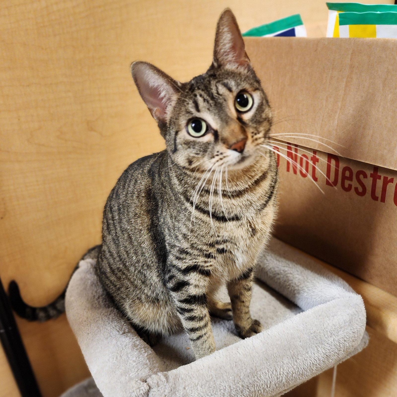 Enlarge Miu Miu, a Adoptable mixed breed in Garland, TX image 2/3