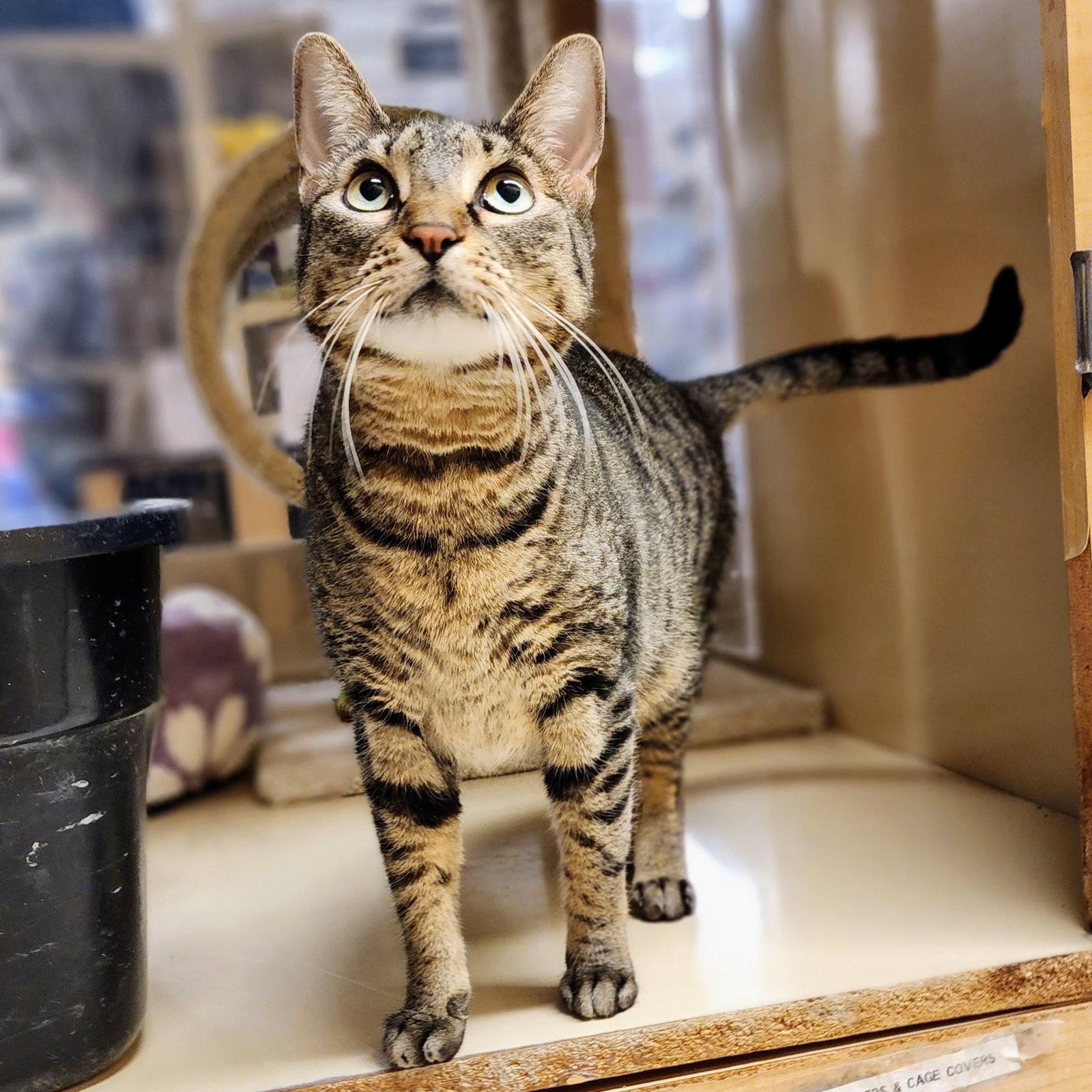 Miu Miu, a Adoptable mixed breed in Garland, TX image 3/3