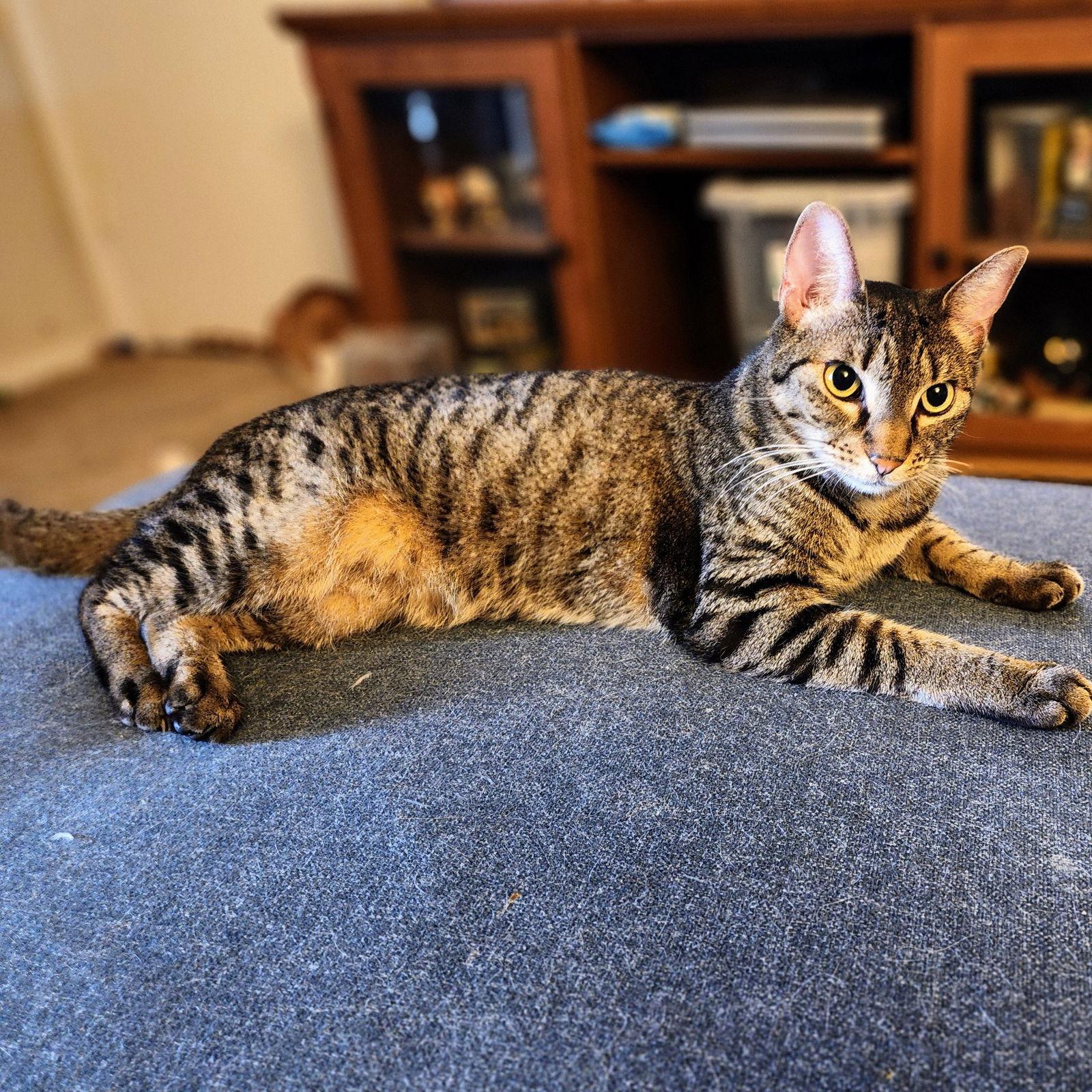 Enlarge Miu Miu, a Adoptable mixed breed in Garland, TX image 3/3