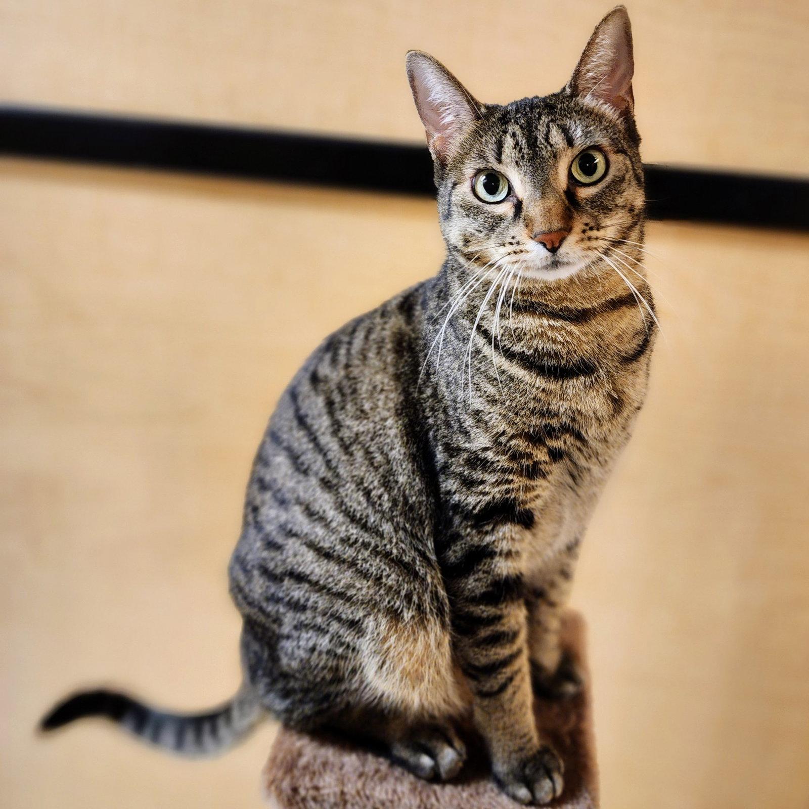 Enlarge Miu Miu, a Adoptable mixed breed in Garland, TX image 3/3