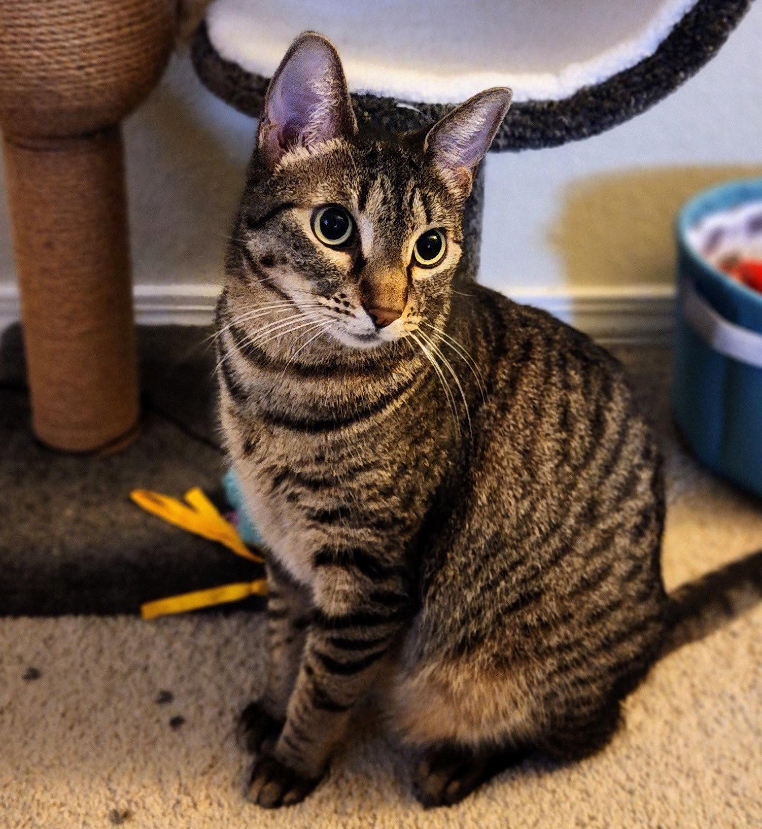 Miu Miu, a Adoptable mixed breed in Garland, TX image 3/3