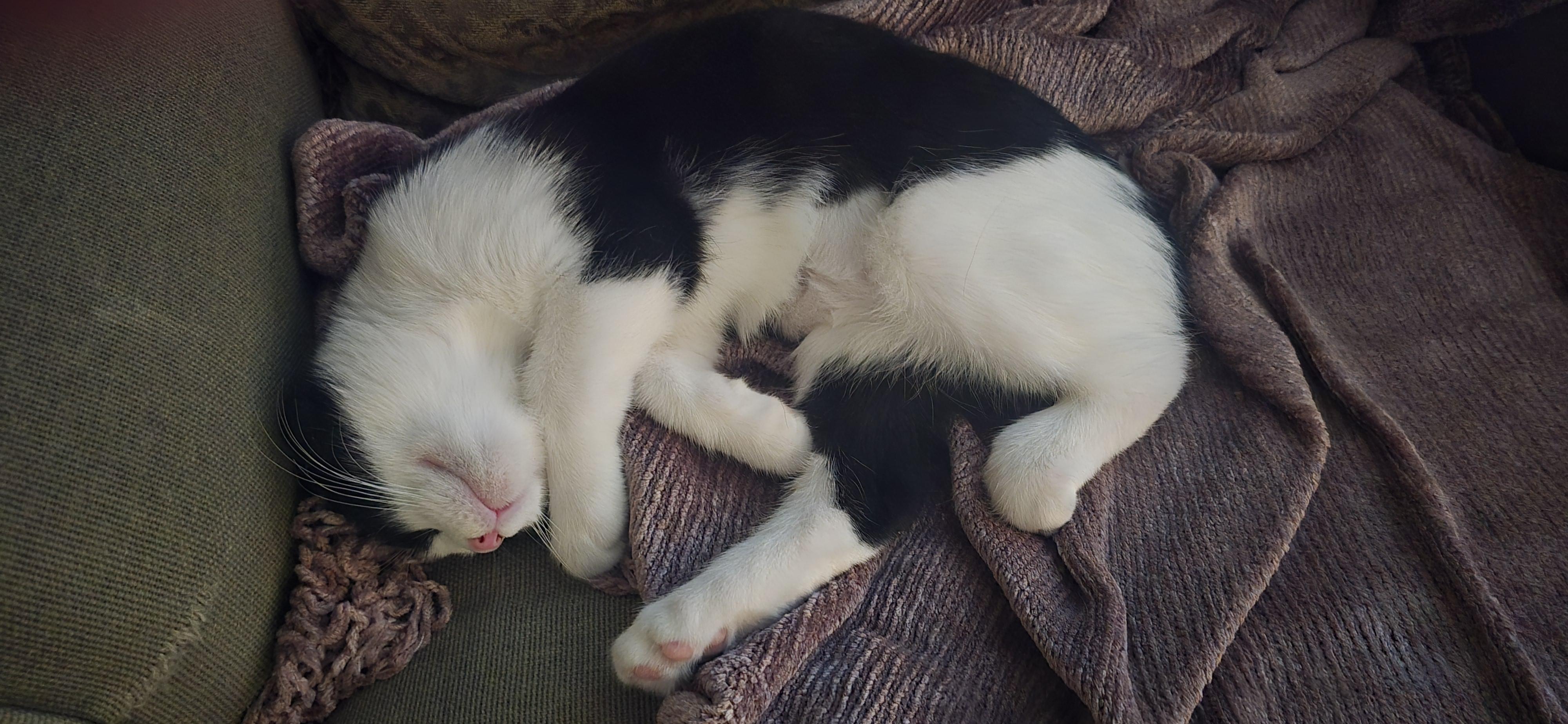 Enlarge Lucia, an adoptable Domestic Medium Hair in Eagan, MN image 6/6