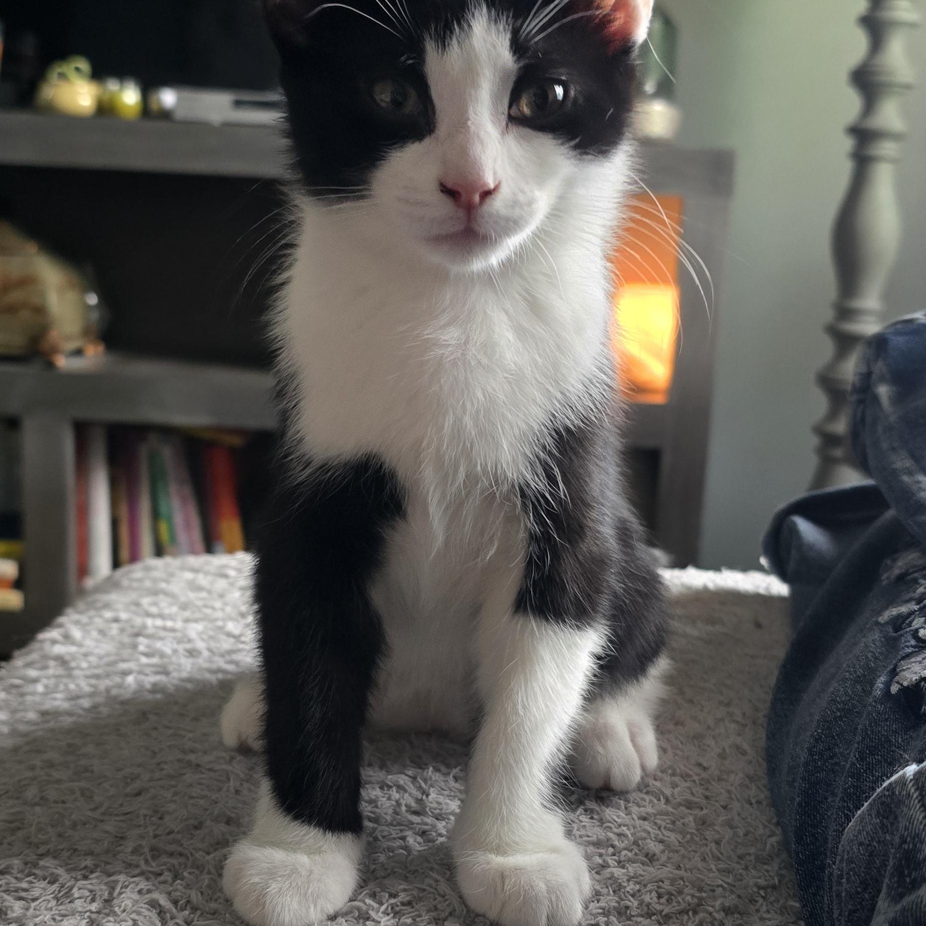 Enlarge Lucia, an adoptable Domestic Medium Hair in Eagan, MN image 1/6