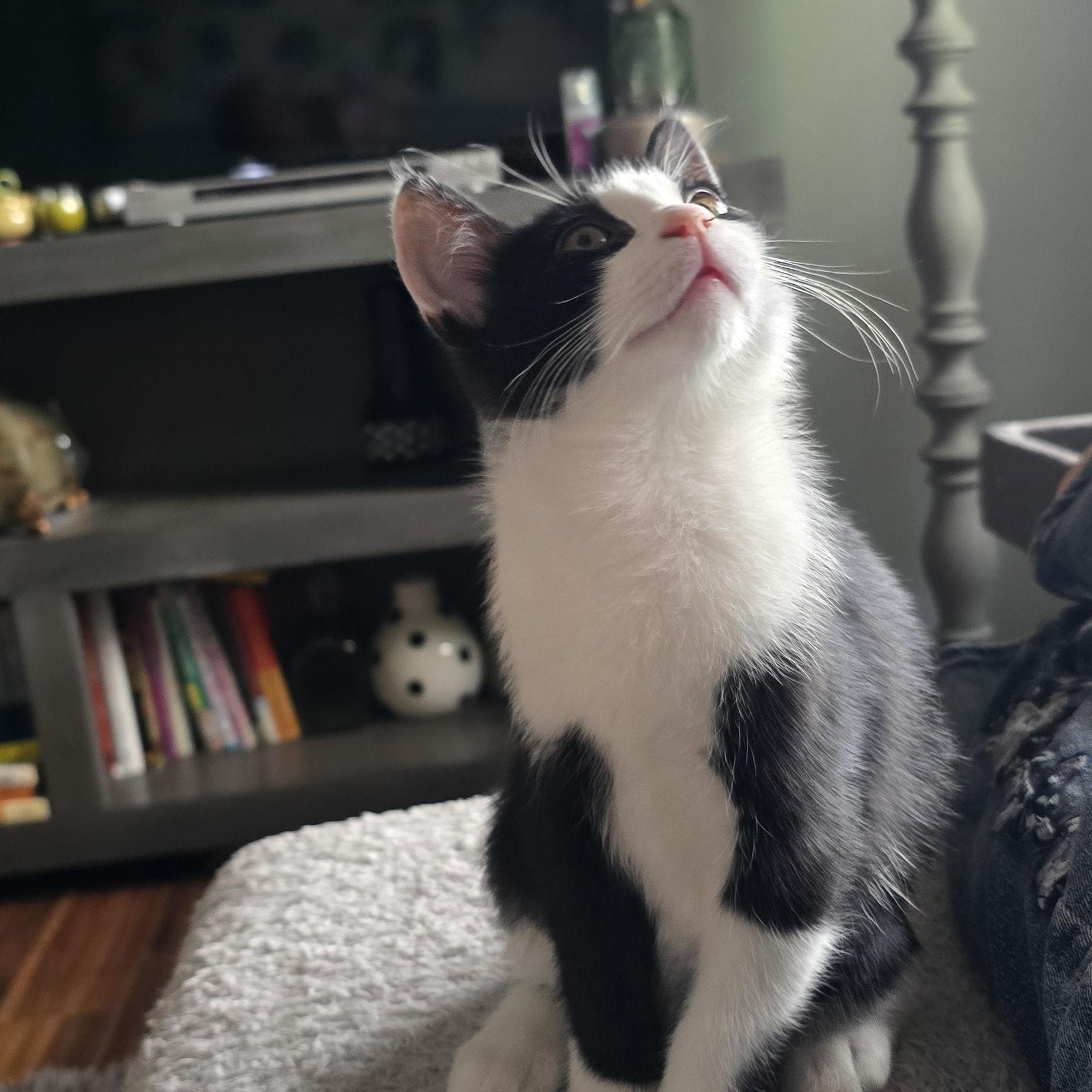Enlarge Lucia, an adoptable Domestic Medium Hair in Eagan, MN image 2/6