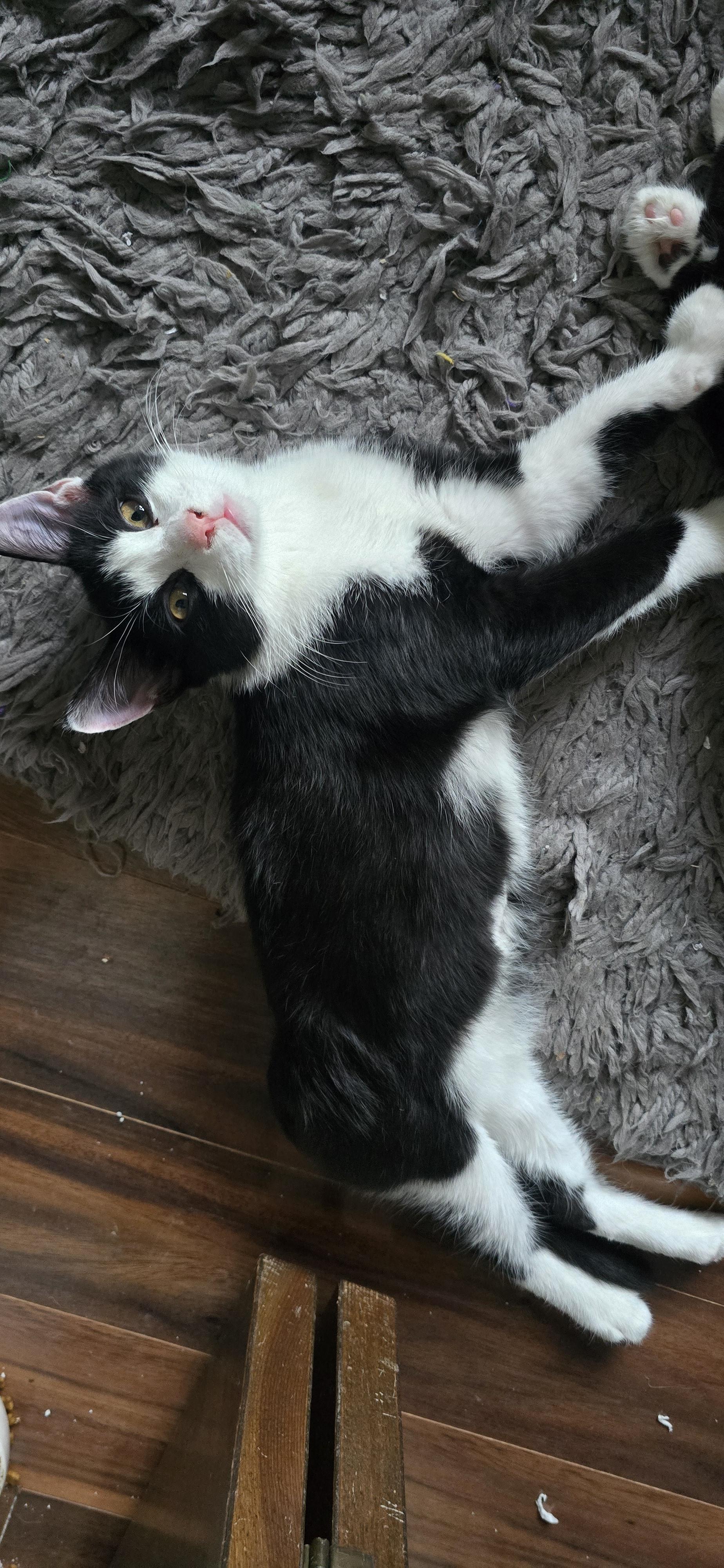 Enlarge Lucia, an adoptable Domestic Medium Hair in Eagan, MN image 3/6