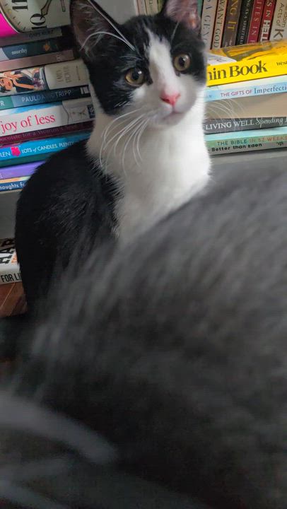 Enlarge Lucia, an adoptable Domestic Medium Hair in Eagan, MN video 5/6