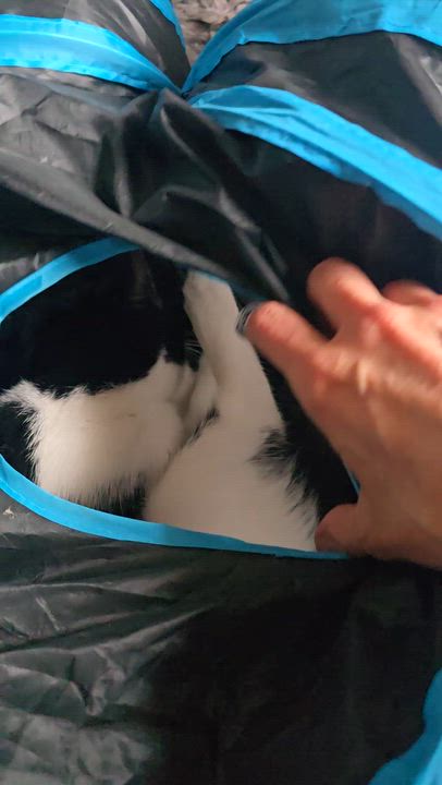 Enlarge Lucia, an adoptable Domestic Medium Hair in Eagan, MN video 6/6