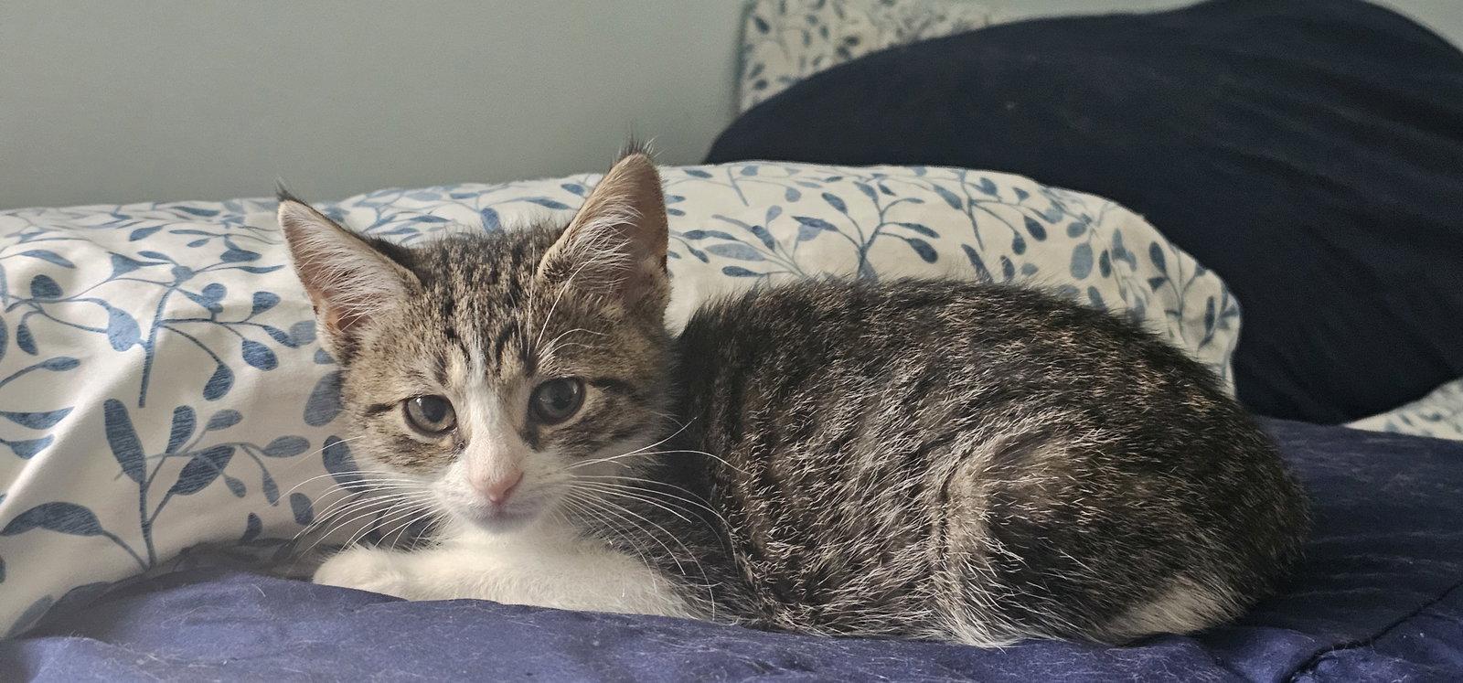 Enlarge Marshall (FCID# 09/24/2026 - 56 KC, a Adopted Tabby in Greenville, DE image 1/3