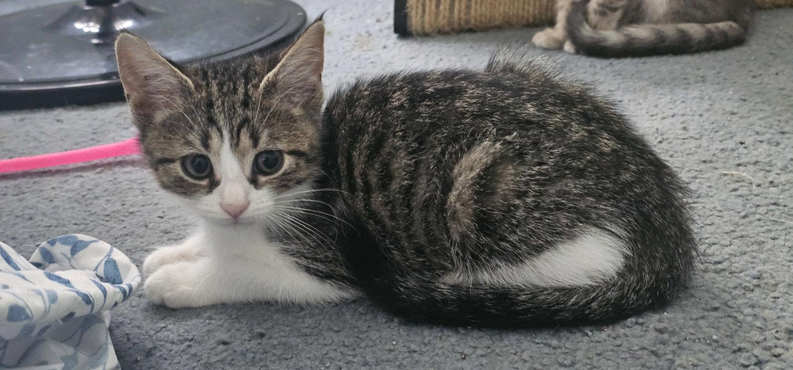 Enlarge Marshall (FCID# 09/24/2026 - 56 KC, a Adopted Tabby in Greenville, DE image 2/3