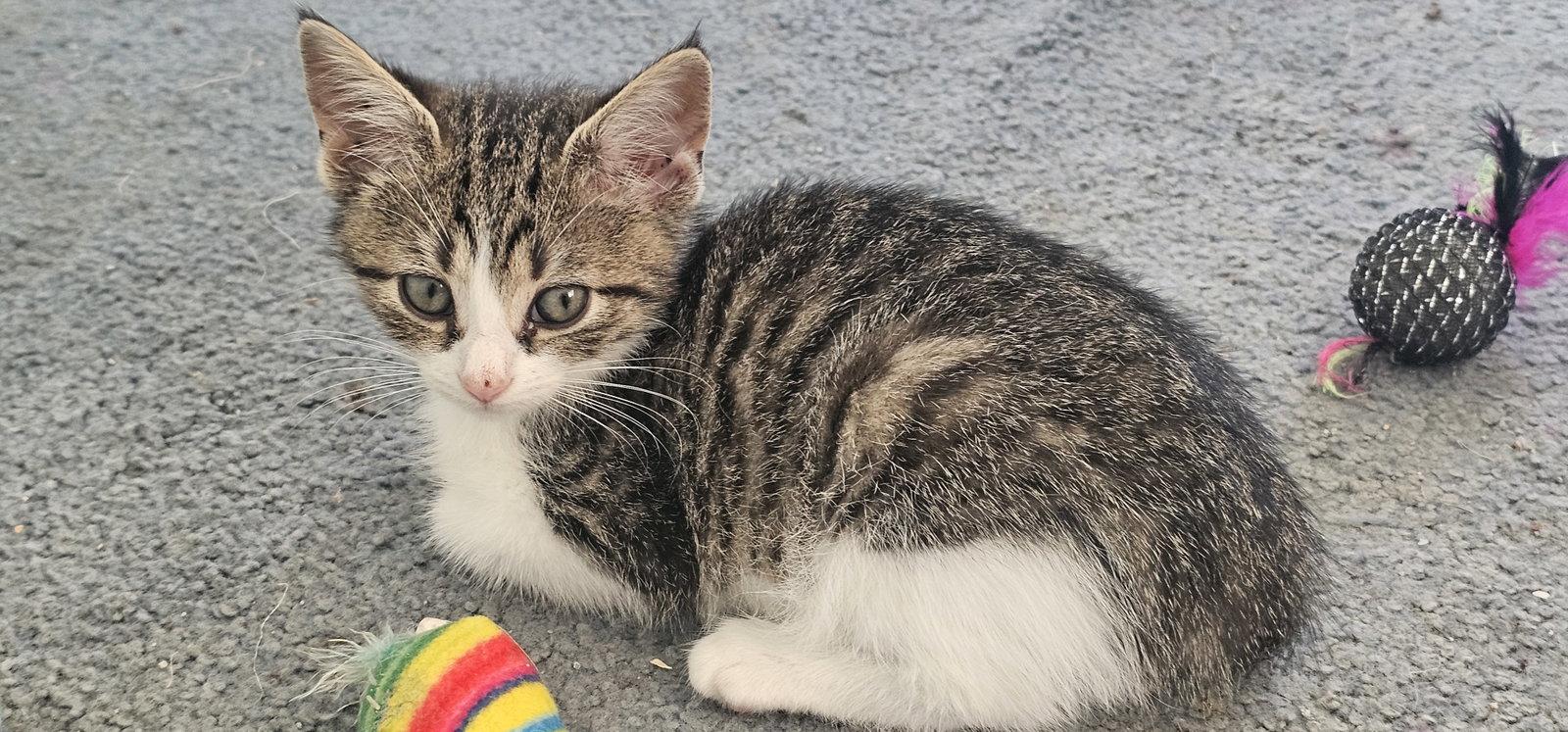 Enlarge Marshall (FCID# 09/24/2026 - 56 KC, a Adopted Tabby in Greenville, DE image 3/3