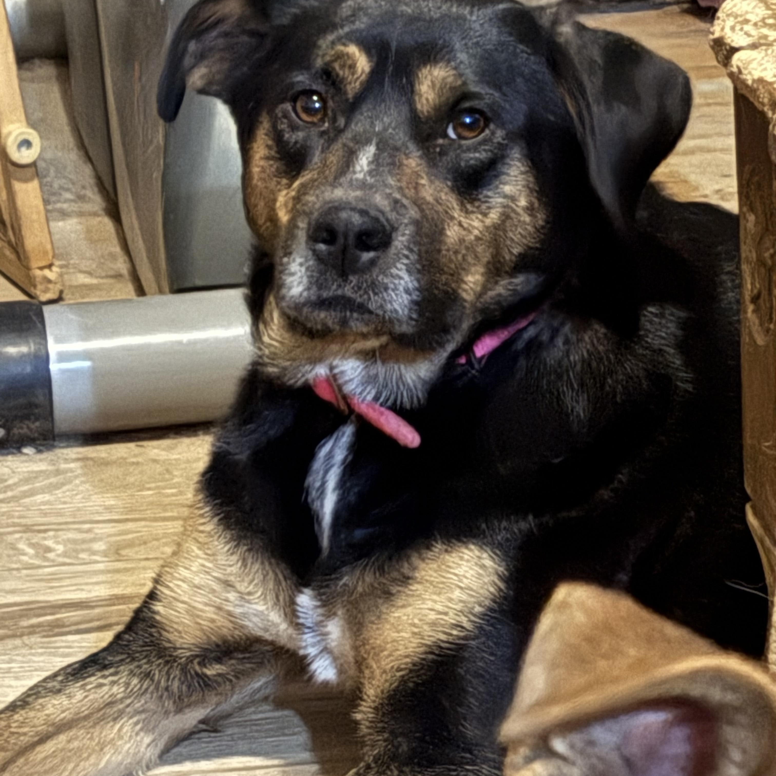 Enlarge Bandit, a Adoptable Mixed Breed in Cheyenne, WY image 1/1