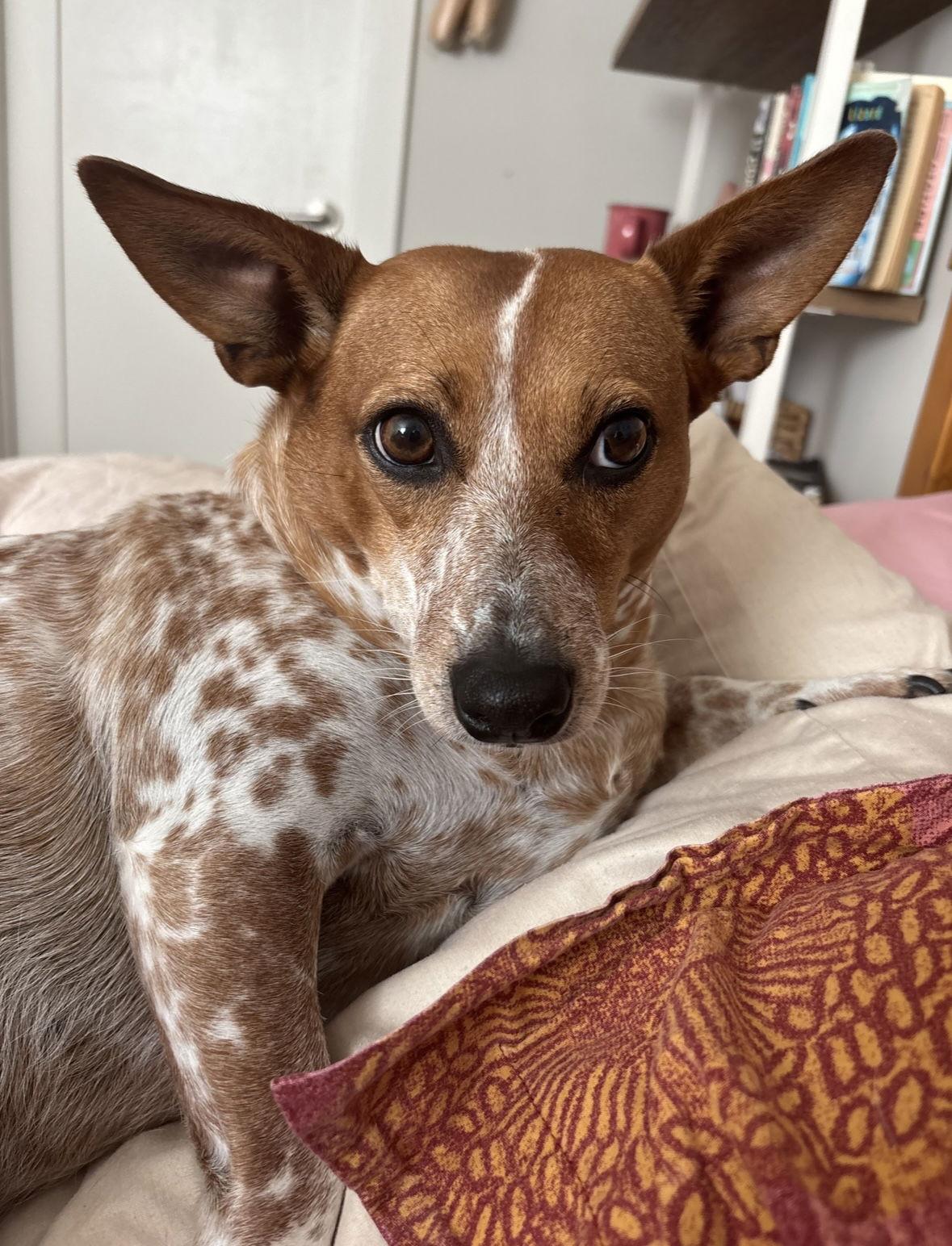 Ginger, a Adopted mixed breed in Milpitas, CA image 2/3