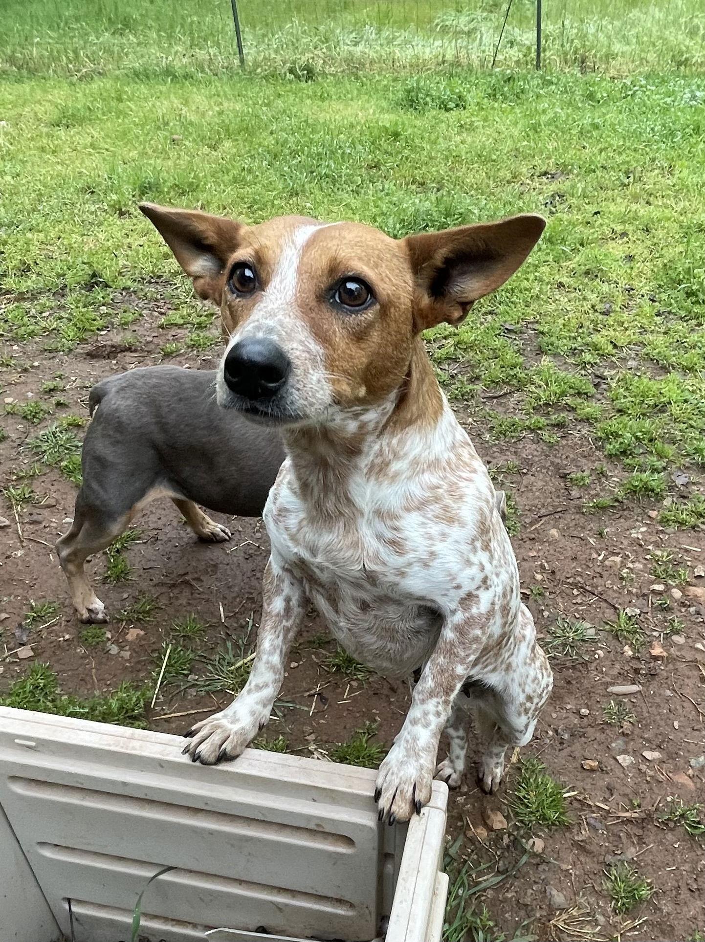 Ginger, a Adopted mixed breed in Milpitas, CA image 3/3