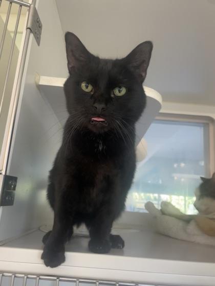 Yang, Adoptable, Senior Male Domestic Short Hair & Domestic Short Hair.