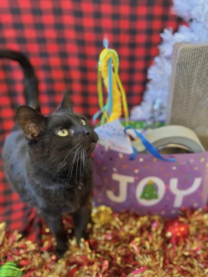 Yang, Adoptable, Senior Male Domestic Short Hair & Domestic Short Hair.
