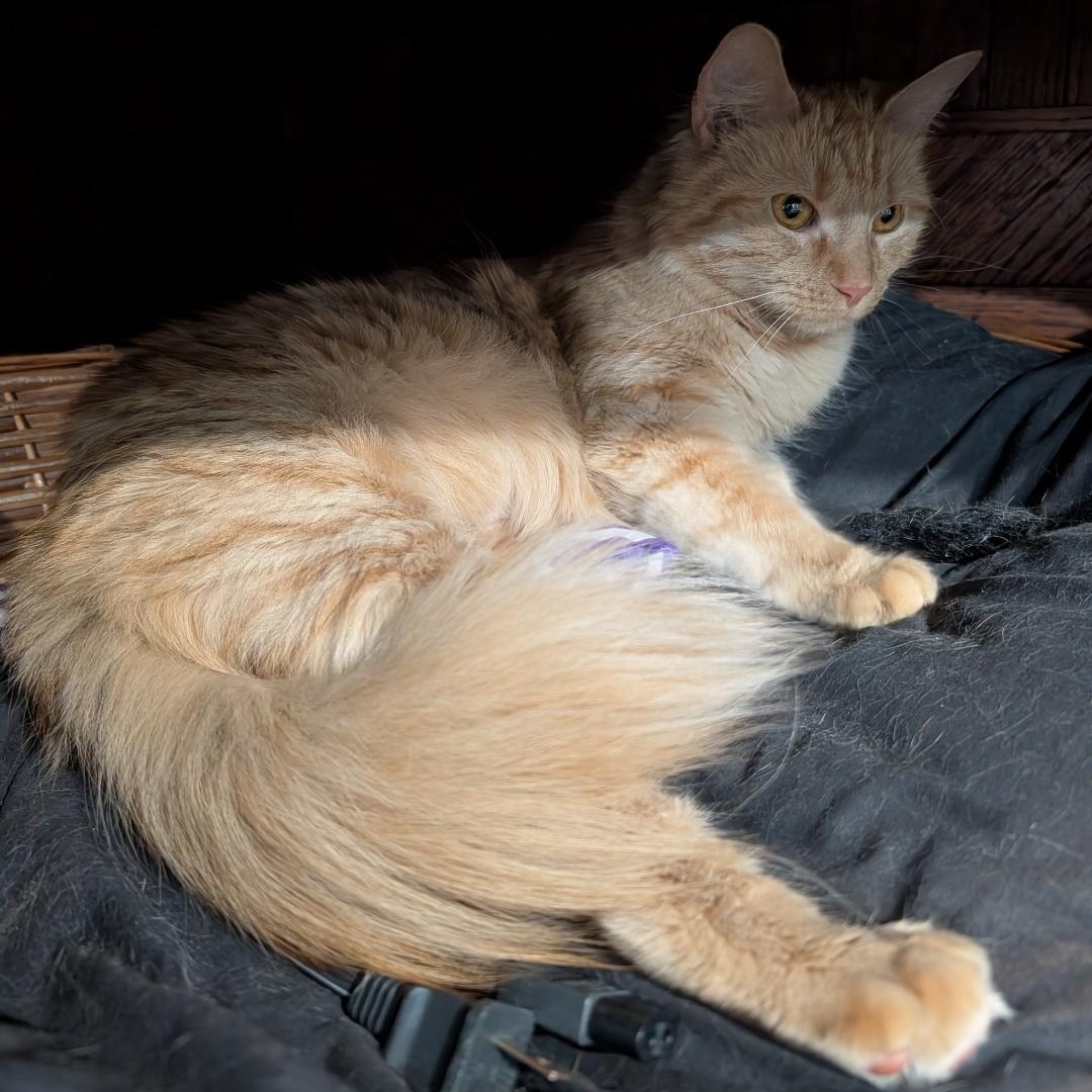 Natalie, an adopted Domestic Medium Hair in Reisterstown, MD image 6/6