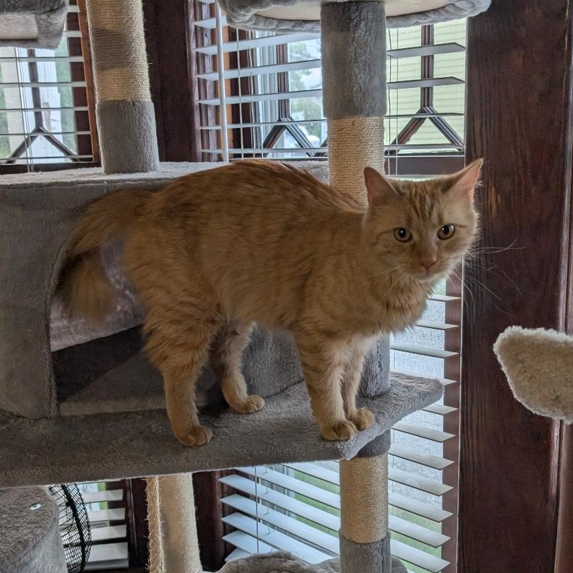 Natalie, an adopted Domestic Medium Hair in Reisterstown, MD image 2/6