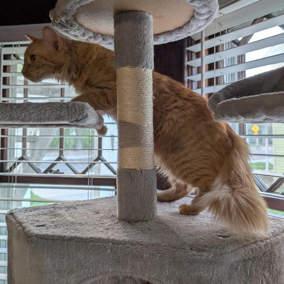 Natalie, an adopted Domestic Medium Hair in Reisterstown, MD image 3/6