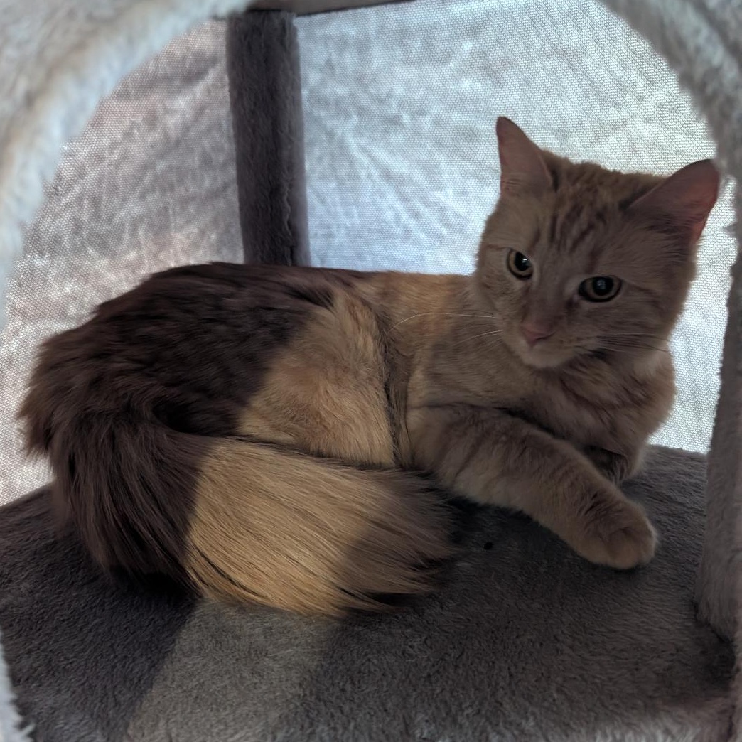 Natalie, an adopted Domestic Medium Hair in Reisterstown, MD image 5/6