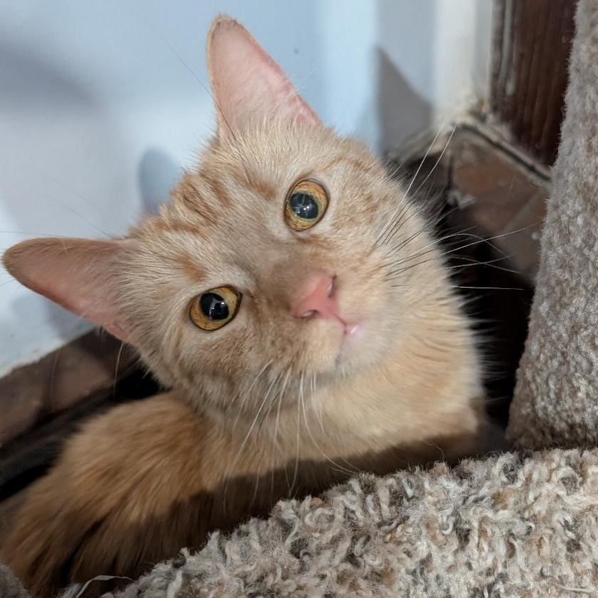 Natalie, an adopted Domestic Medium Hair in Reisterstown, MD image 4/6