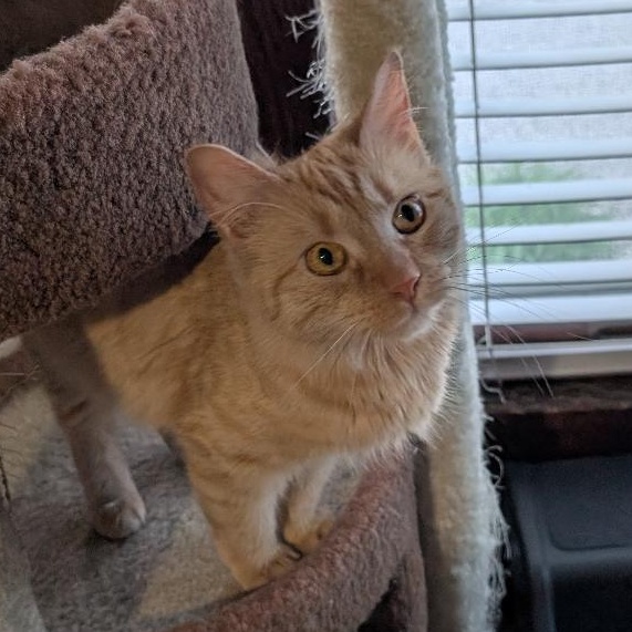 Natalie, an adopted Domestic Medium Hair in Reisterstown, MD image 1/6