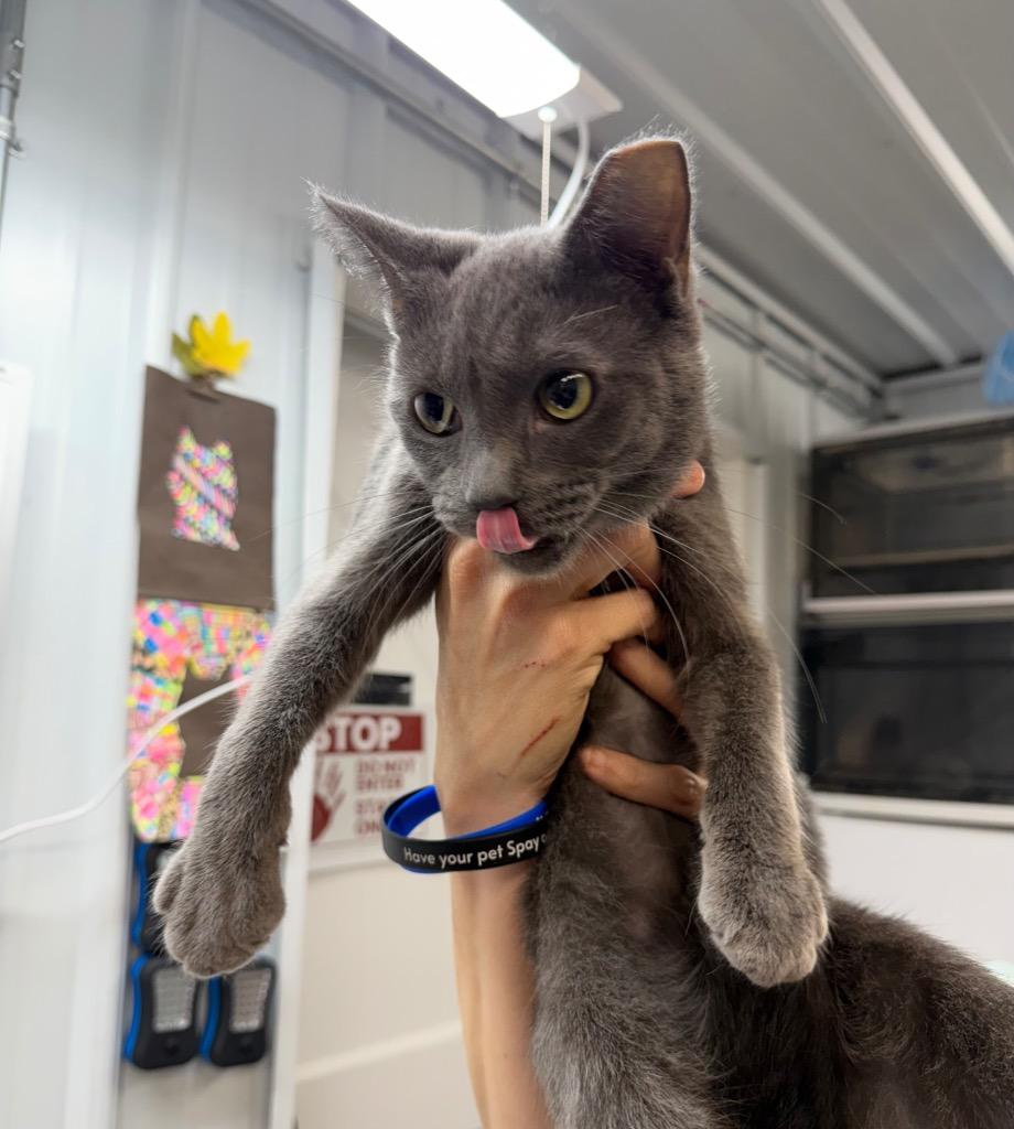 Magnolia, Adoptable, Young Female Domestic Short Hair.