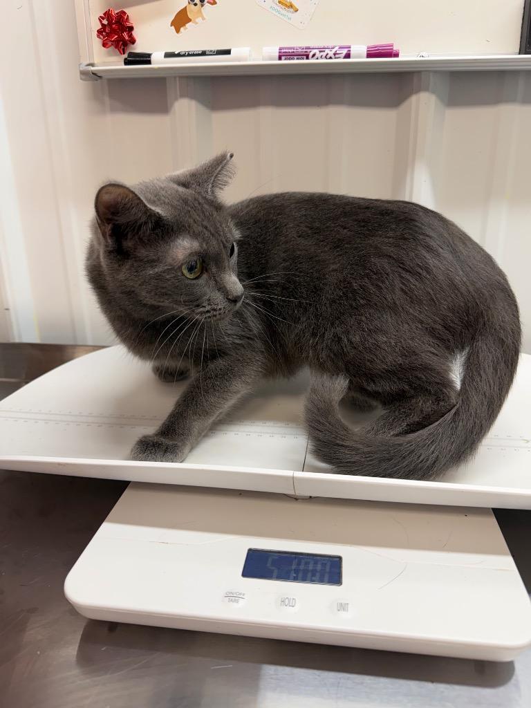 Magnolia, a Adoptable mixed breed in Pierceton, IN image 2/3