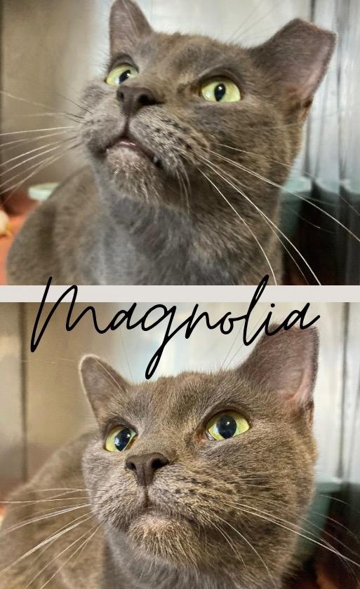 Magnolia, a Adoptable mixed breed in Pierceton, IN image 3/3
