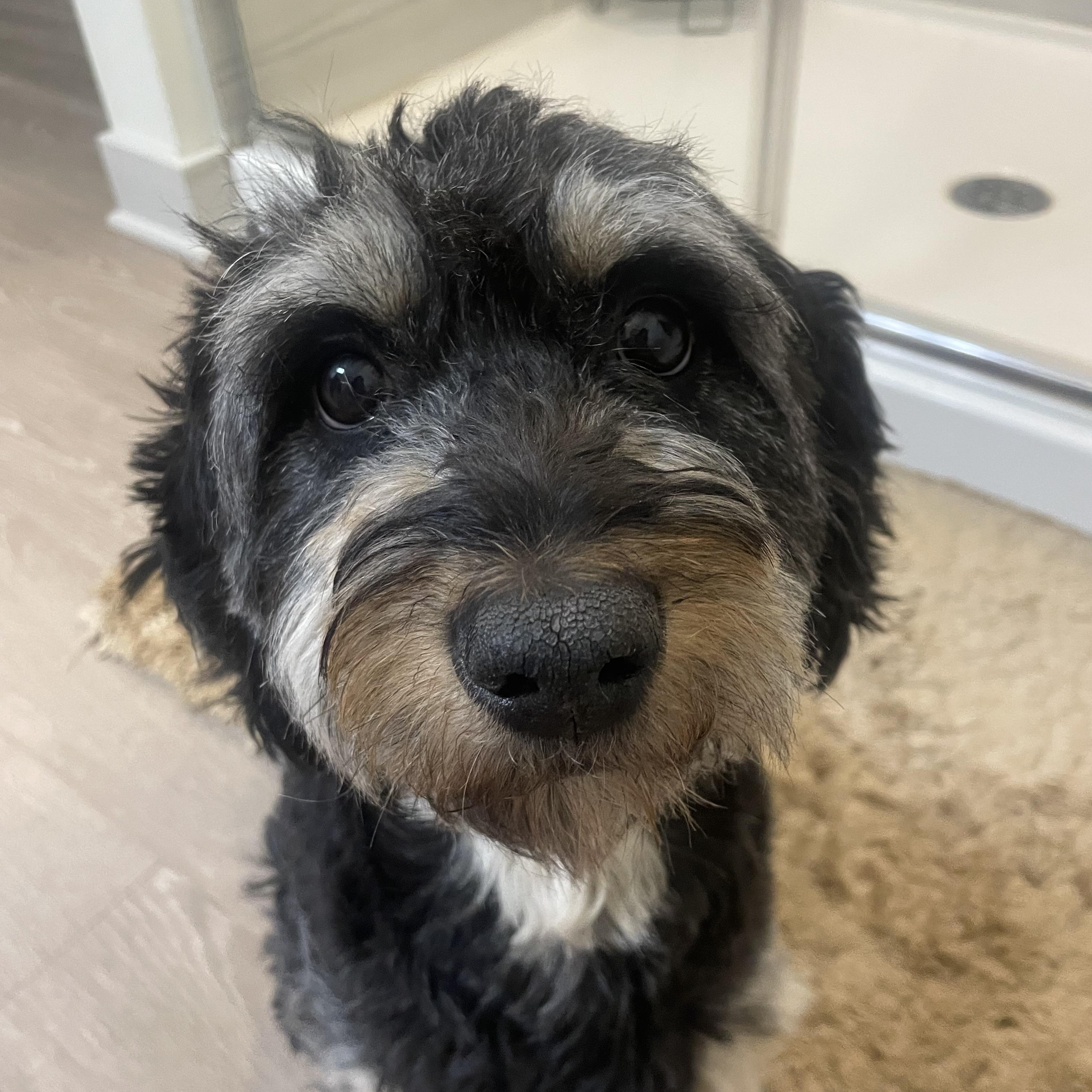 Meadow, adopted, Adult Female Aussiedoodle.