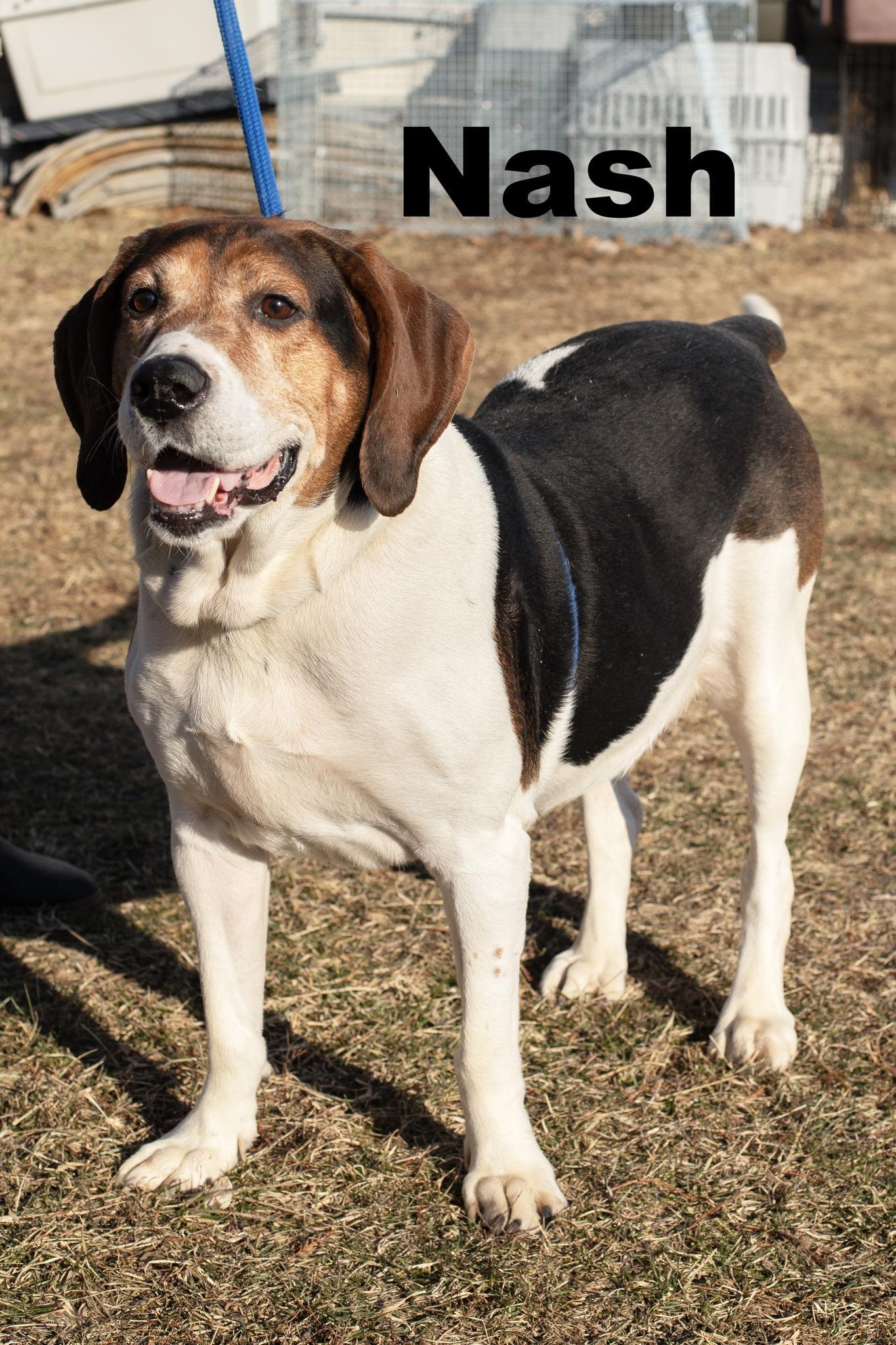 Nash, ADOPTABLE, Adult Male Beagle.