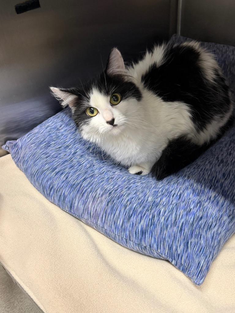 Enlarge Adelaide, a Adoptable mixed breed in Virginia, MN image 1/1