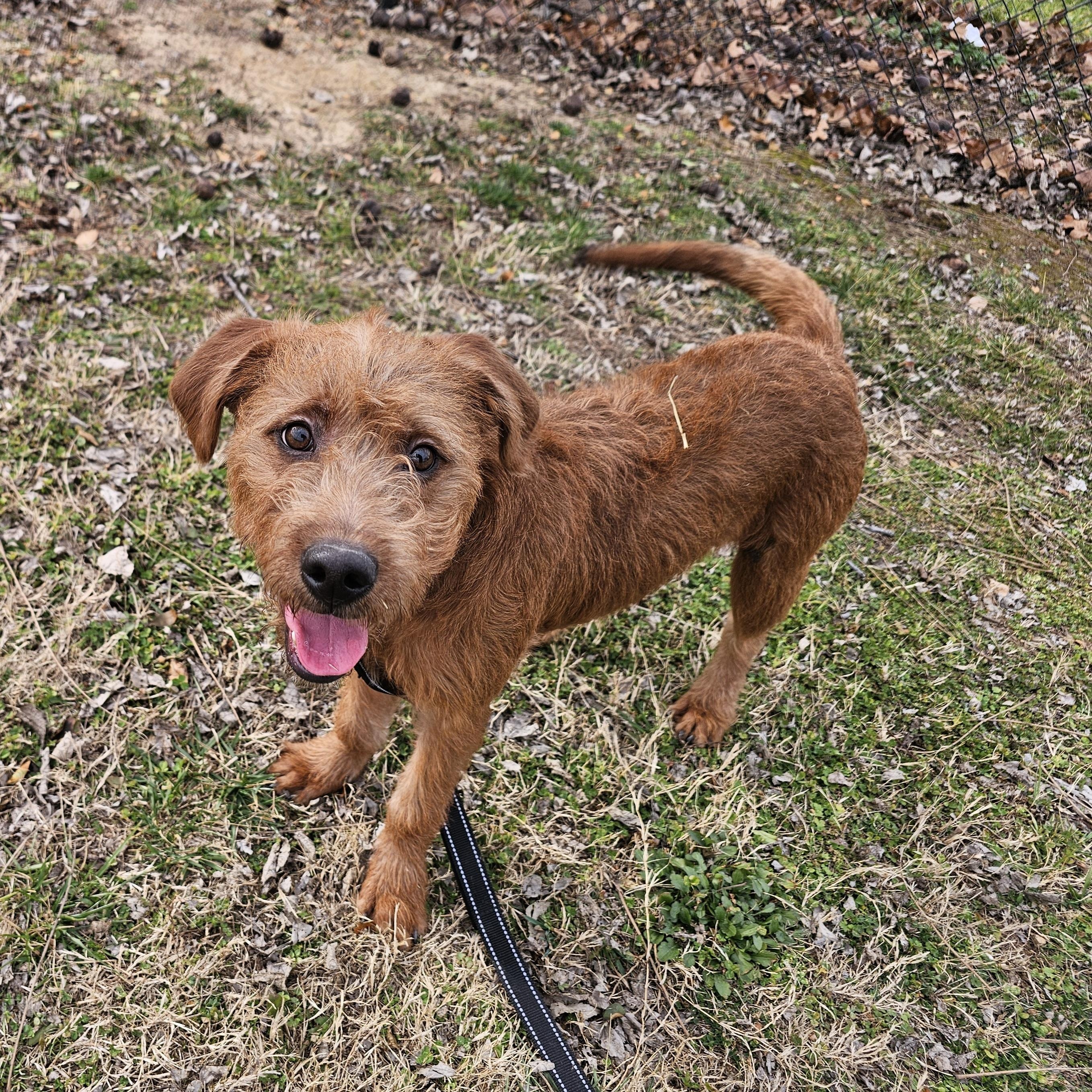 Enlarge Quartz, a ADOPTABLE mixed breed in Lowell, AR image 2/6