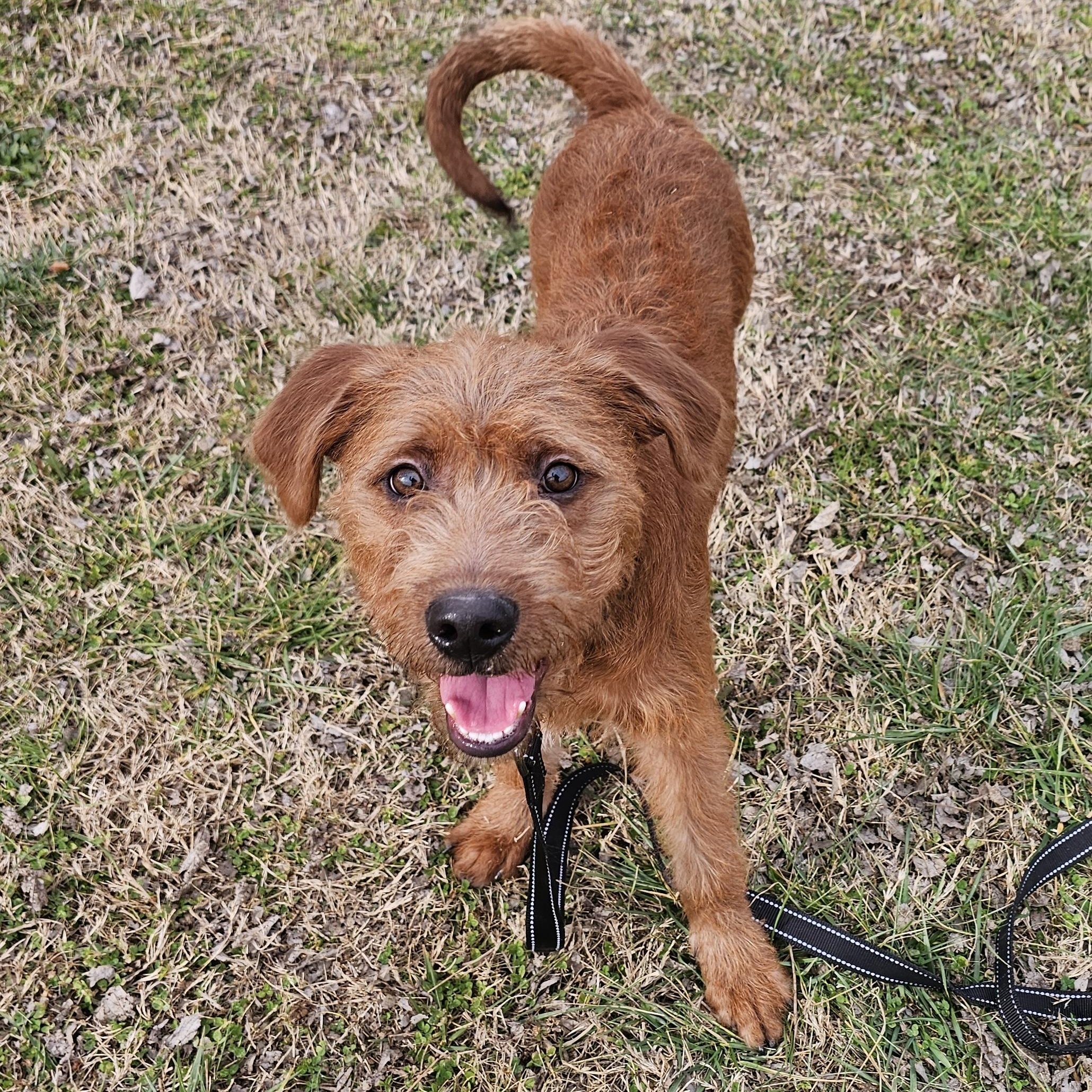Enlarge Quartz, a ADOPTABLE mixed breed in Lowell, AR image 6/6