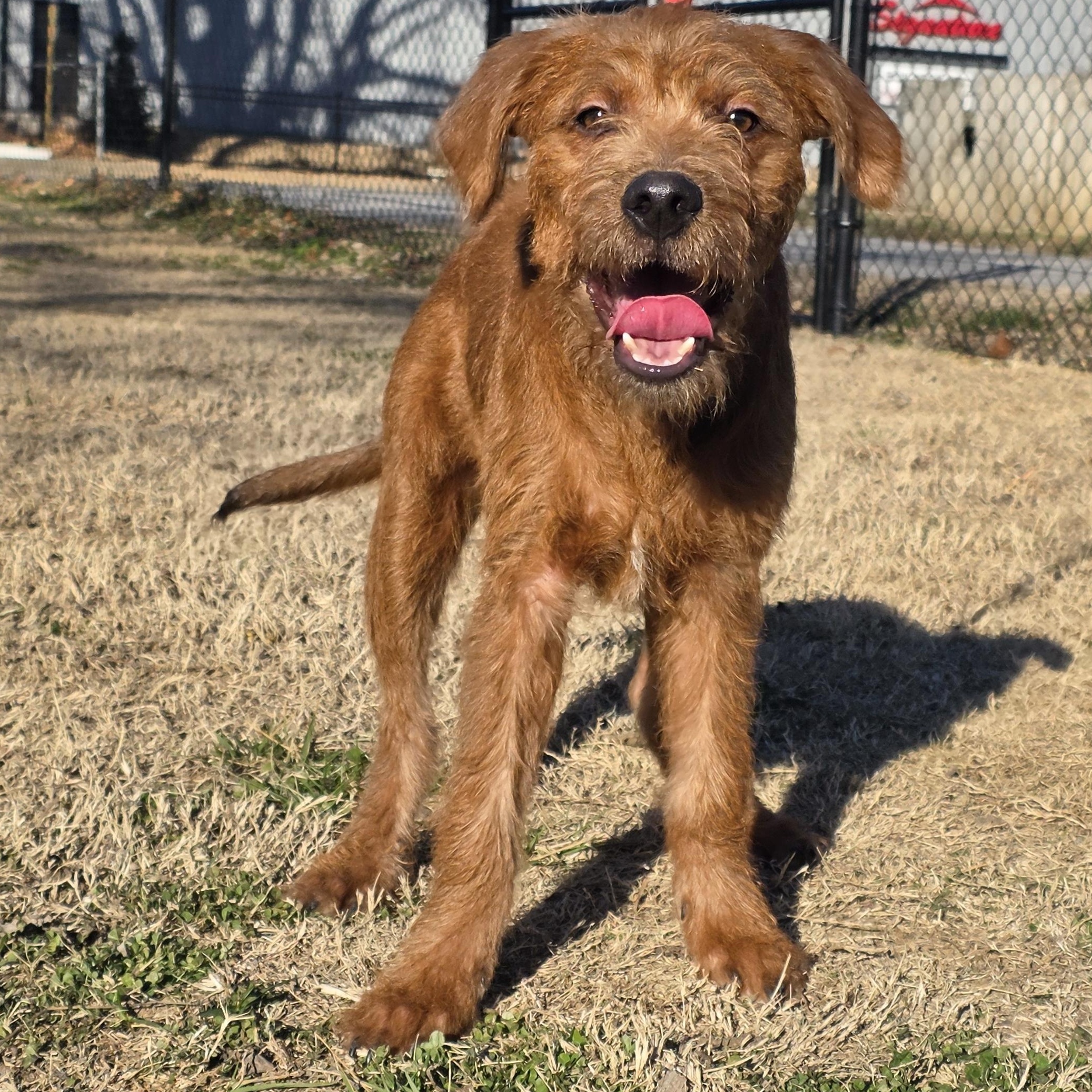 Enlarge Quartz, a ADOPTABLE mixed breed in Lowell, AR image 4/6