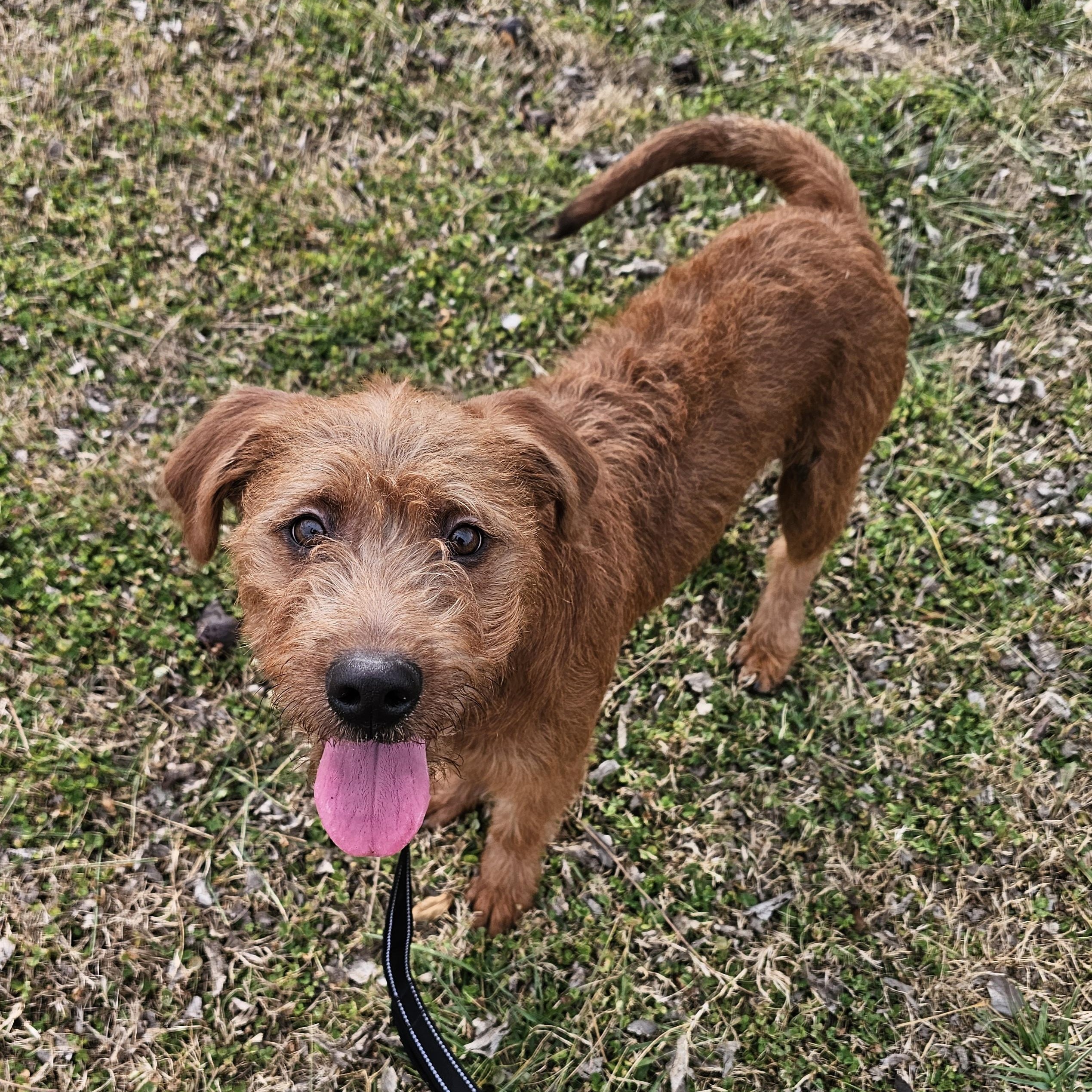 Enlarge Quartz, a ADOPTABLE mixed breed in Lowell, AR image 3/6