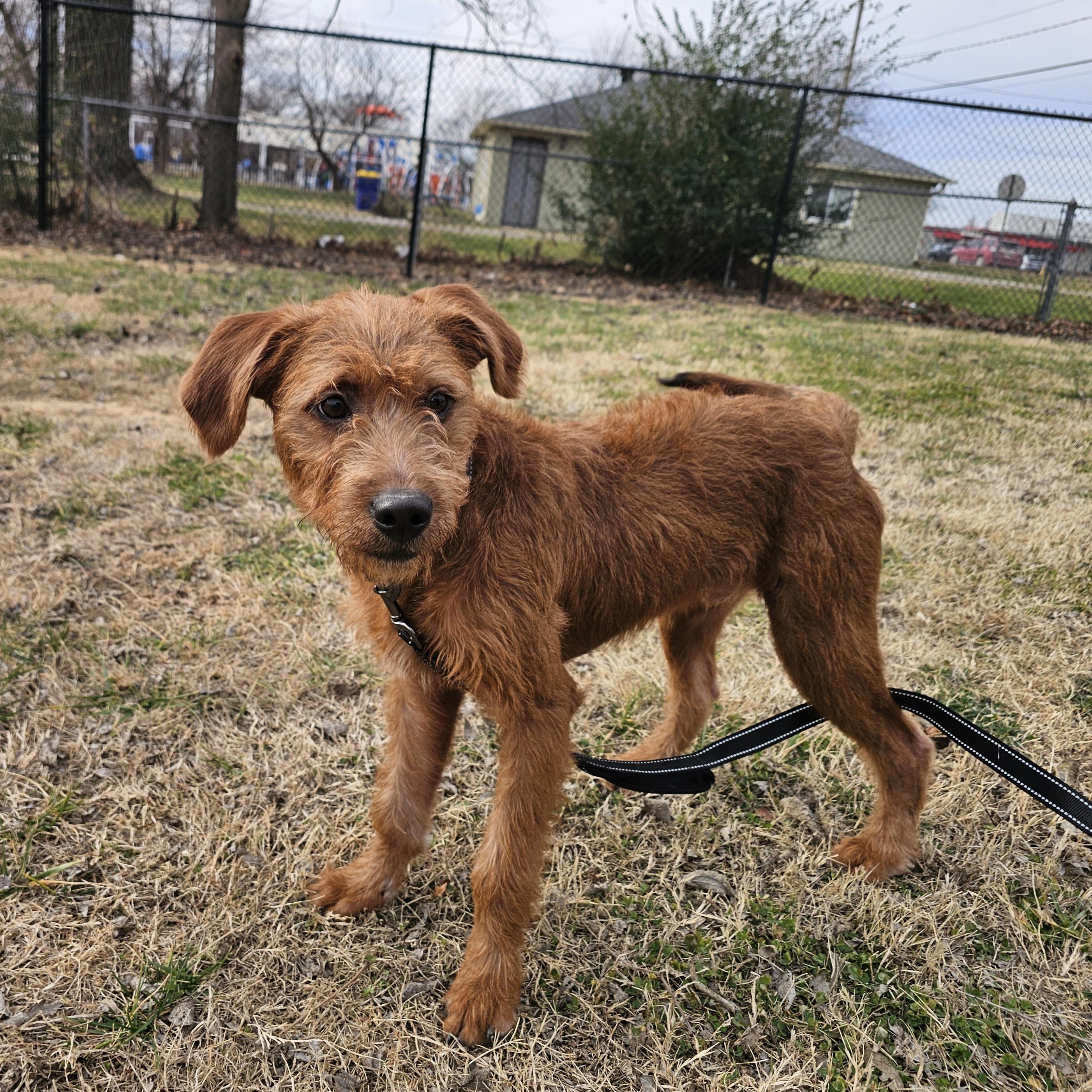 Enlarge Quartz, a ADOPTABLE mixed breed in Lowell, AR image 5/6